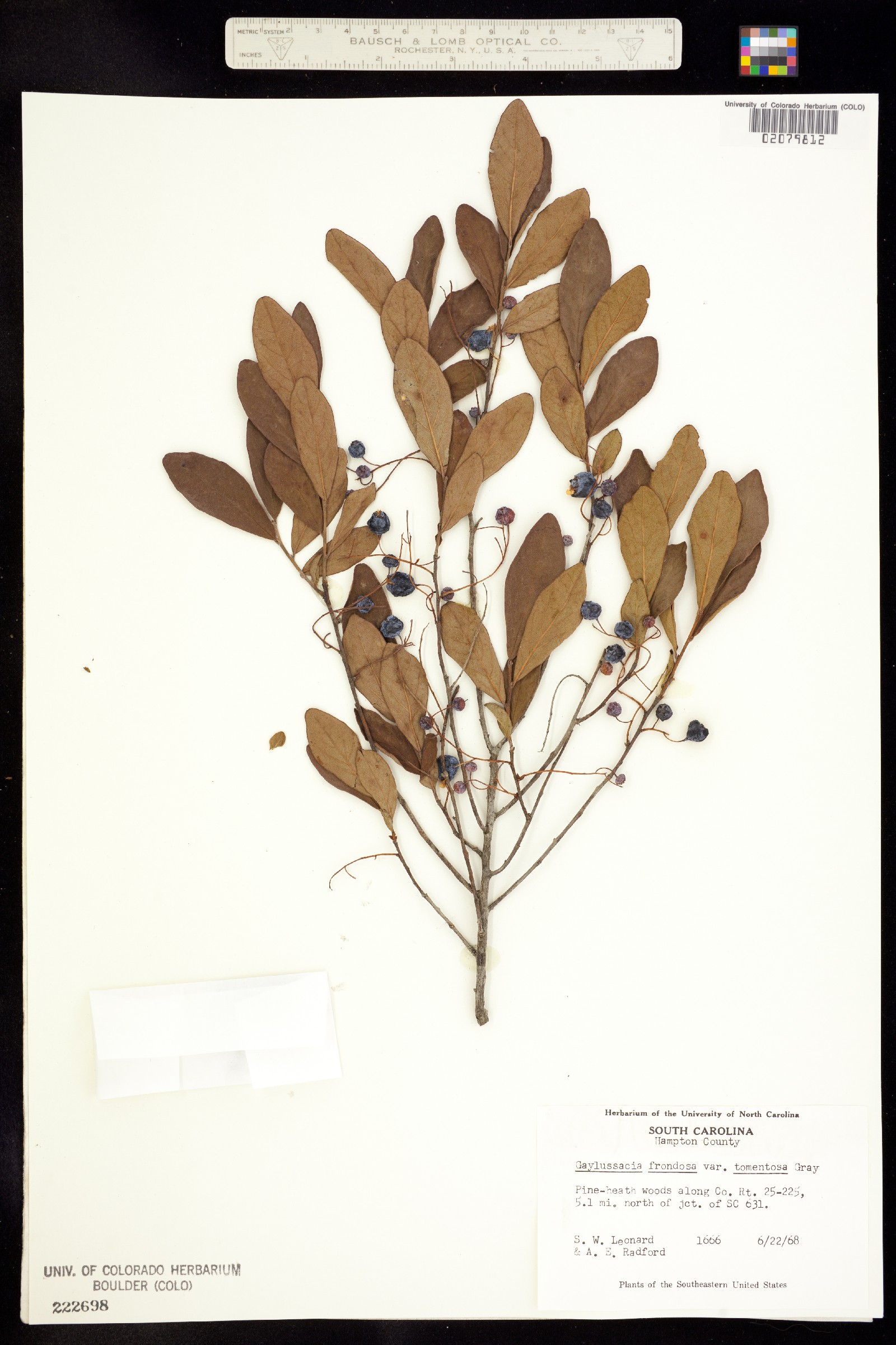 Gaylussacia frondosa image
