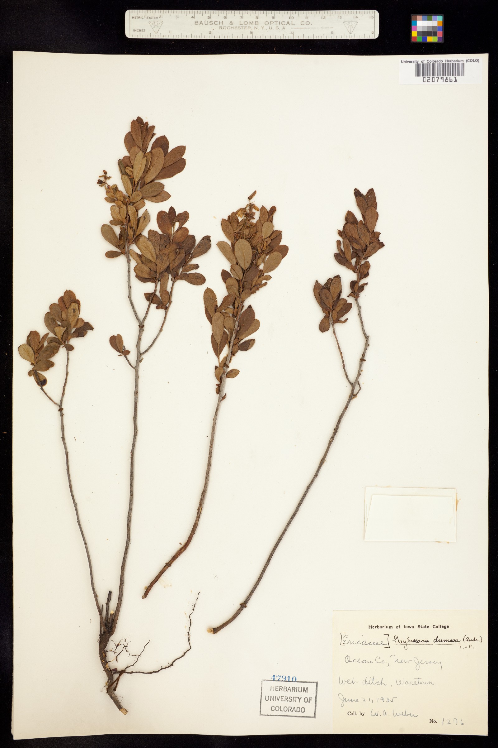 Gaylussacia dumosa image