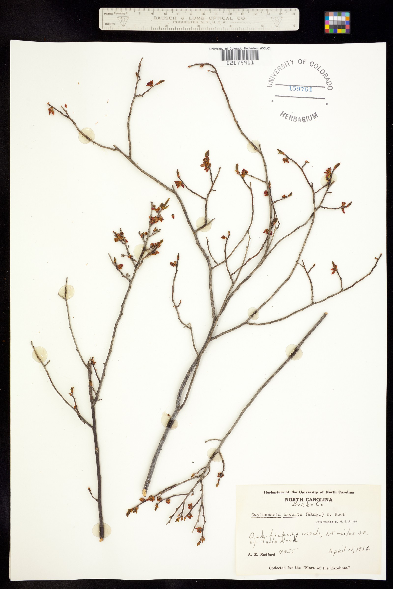Gaylussacia baccata image