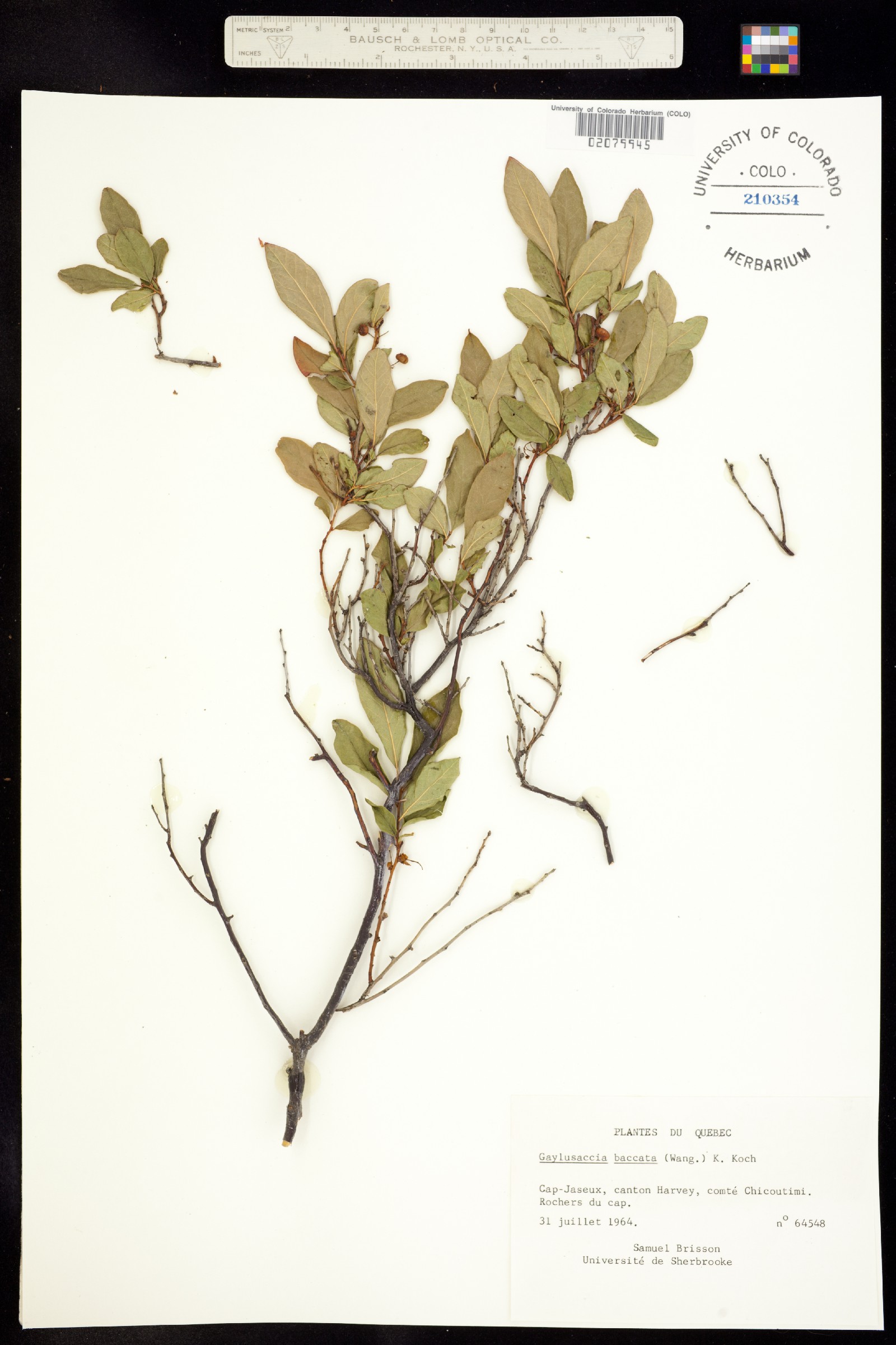Gaylussacia baccata image
