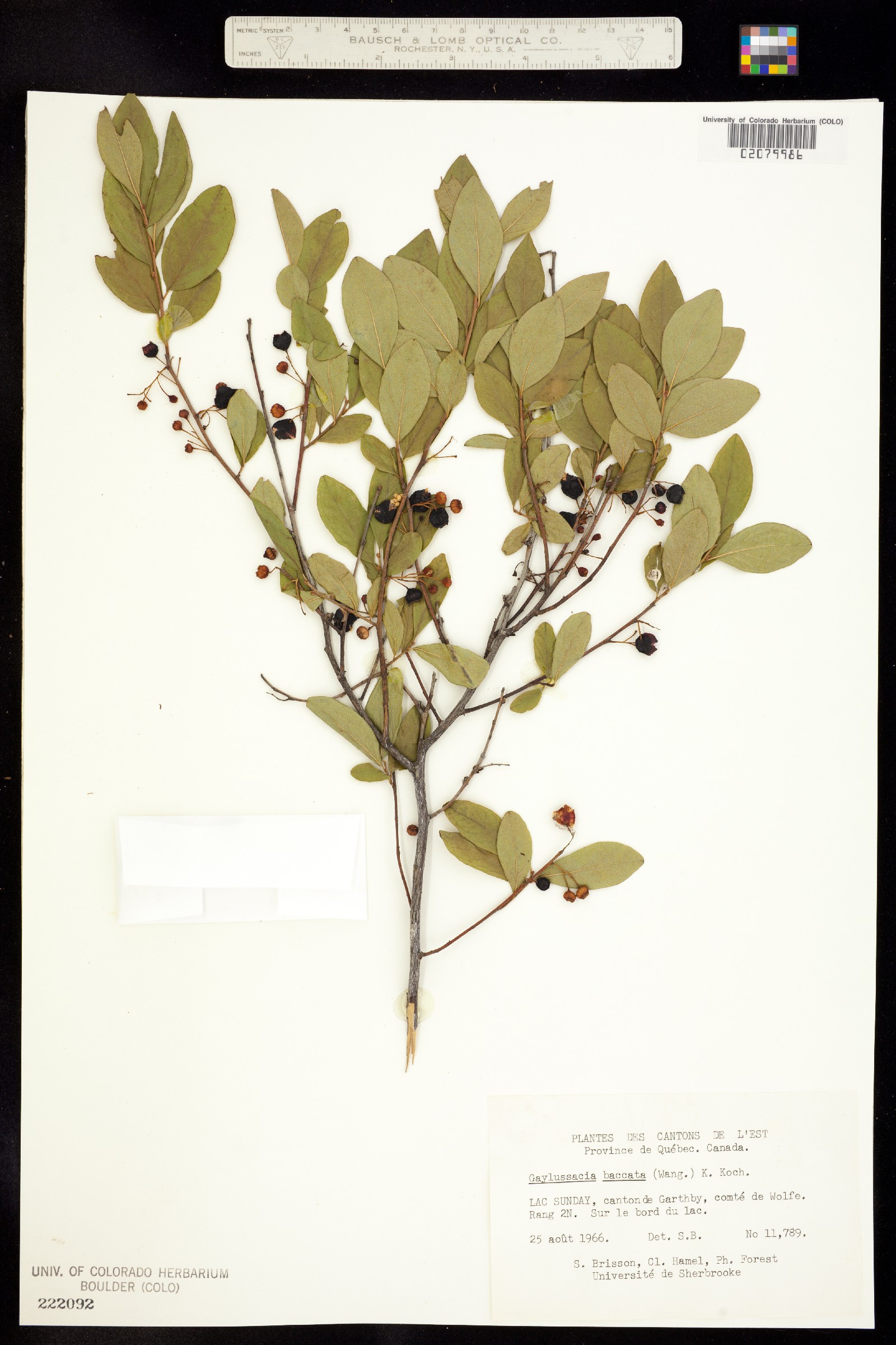 Gaylussacia baccata image