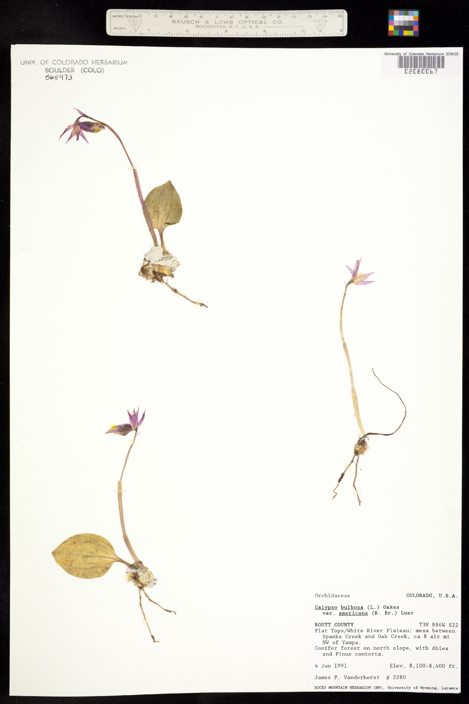 Calypso bulbosa var. americana image