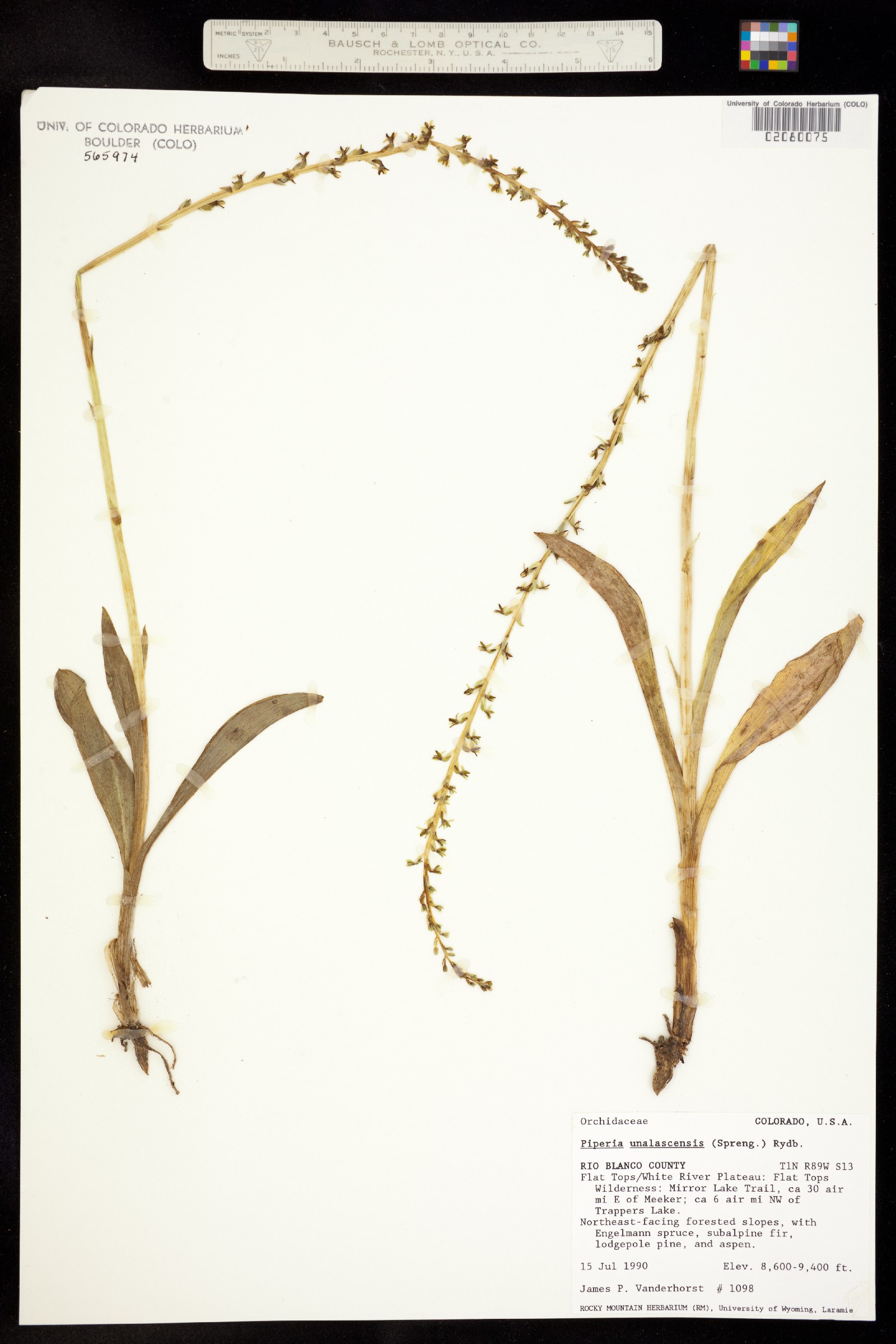 Platanthera image