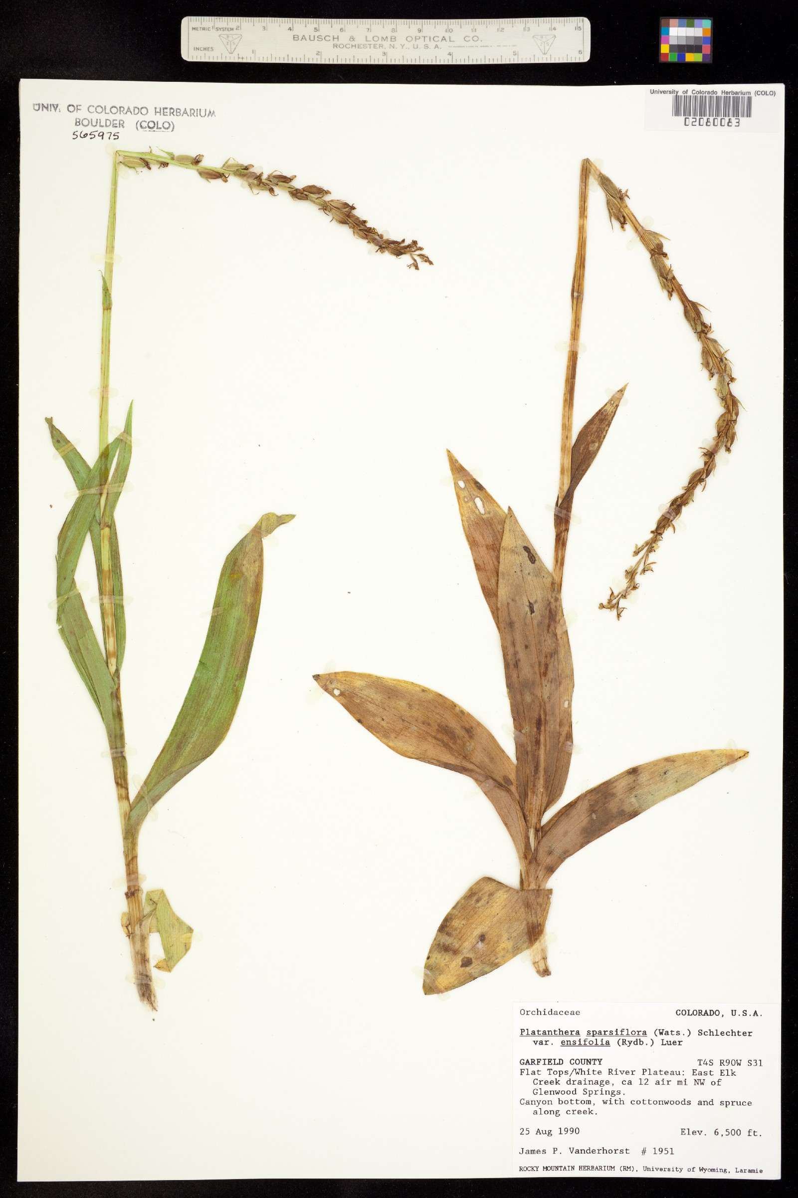 Platanthera sparsiflora image