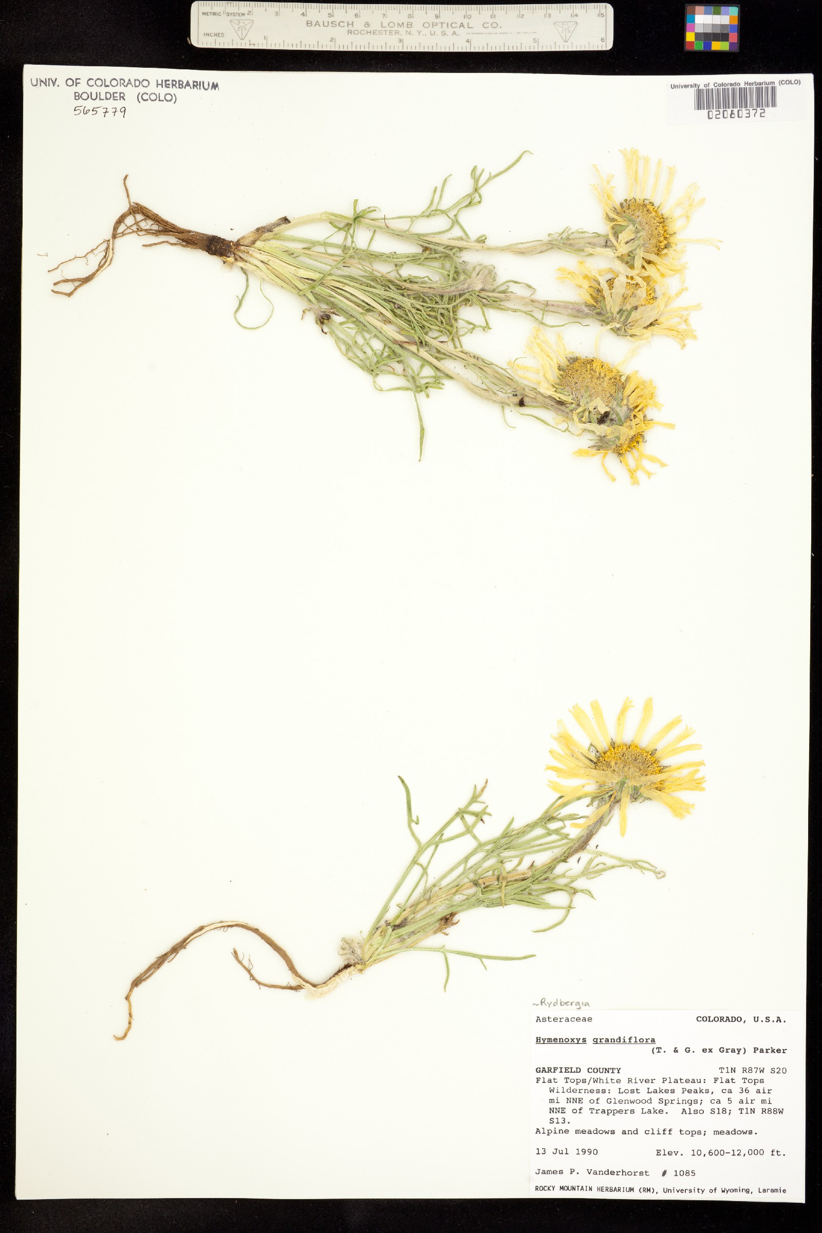 Rydbergia grandiflora image
