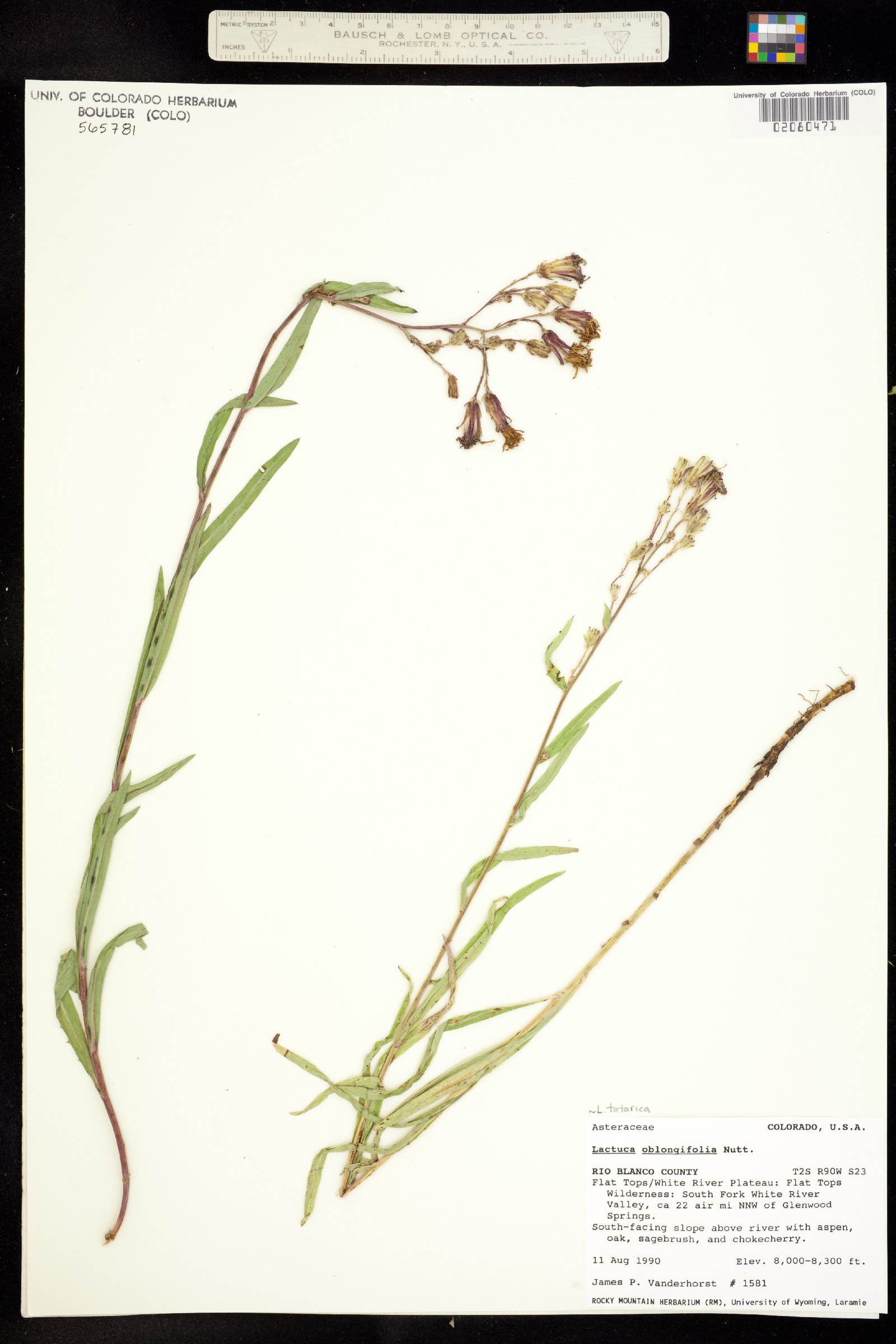 Lactuca tatarica ssp. pulchella image