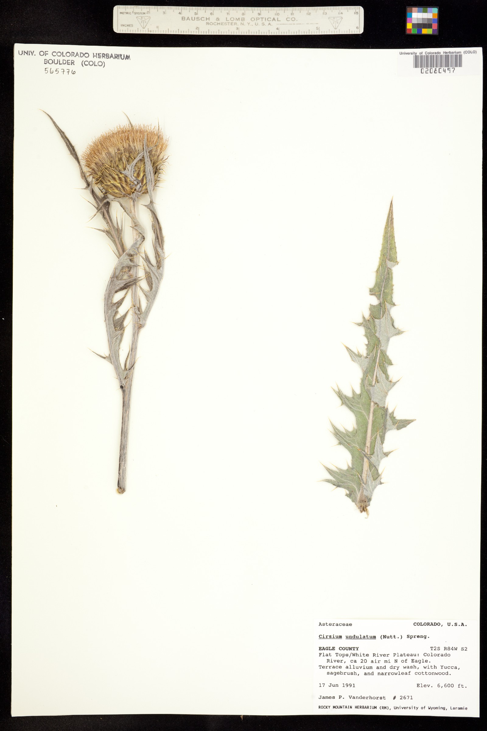 Cirsium undulatum image