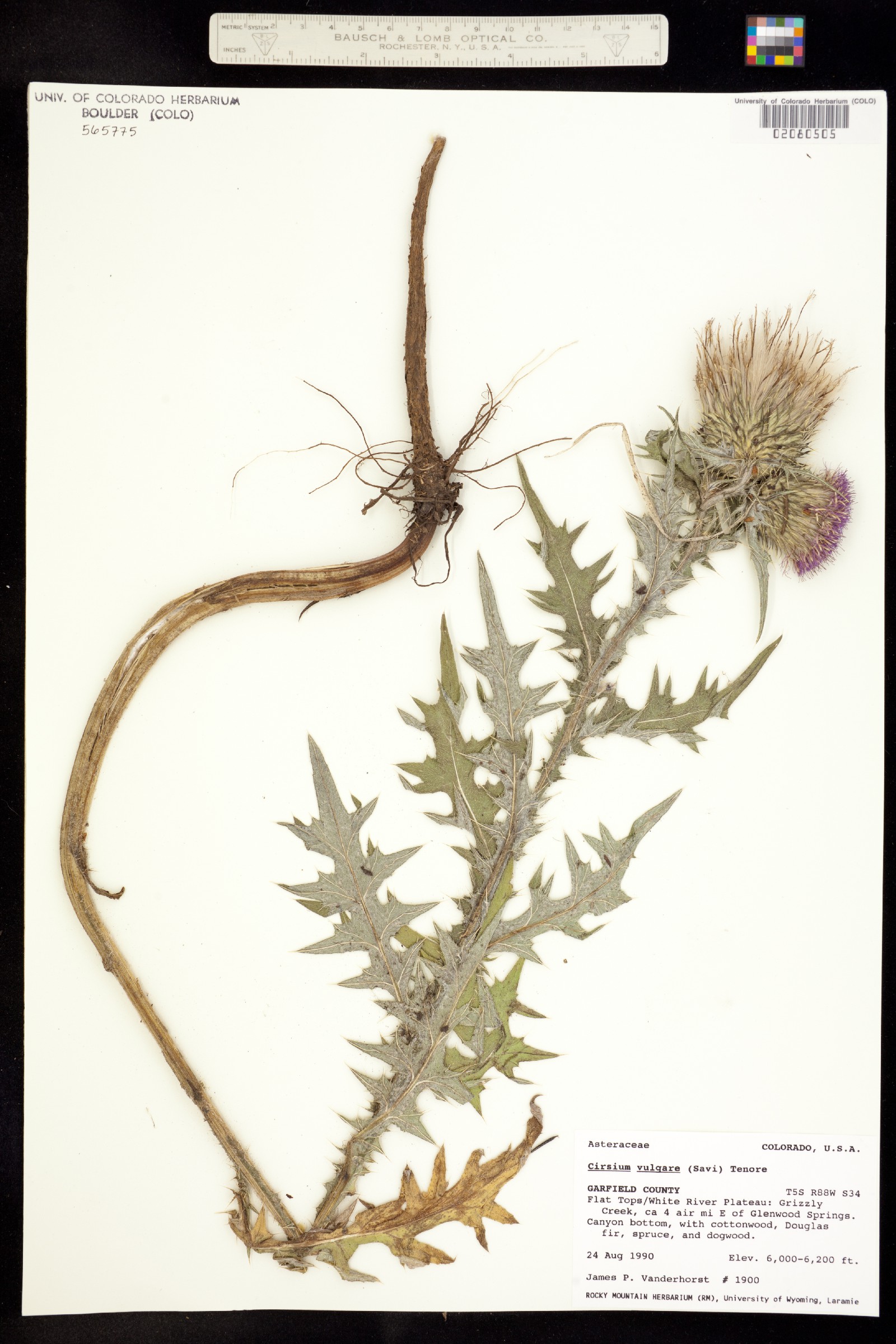Cirsium vulgare image