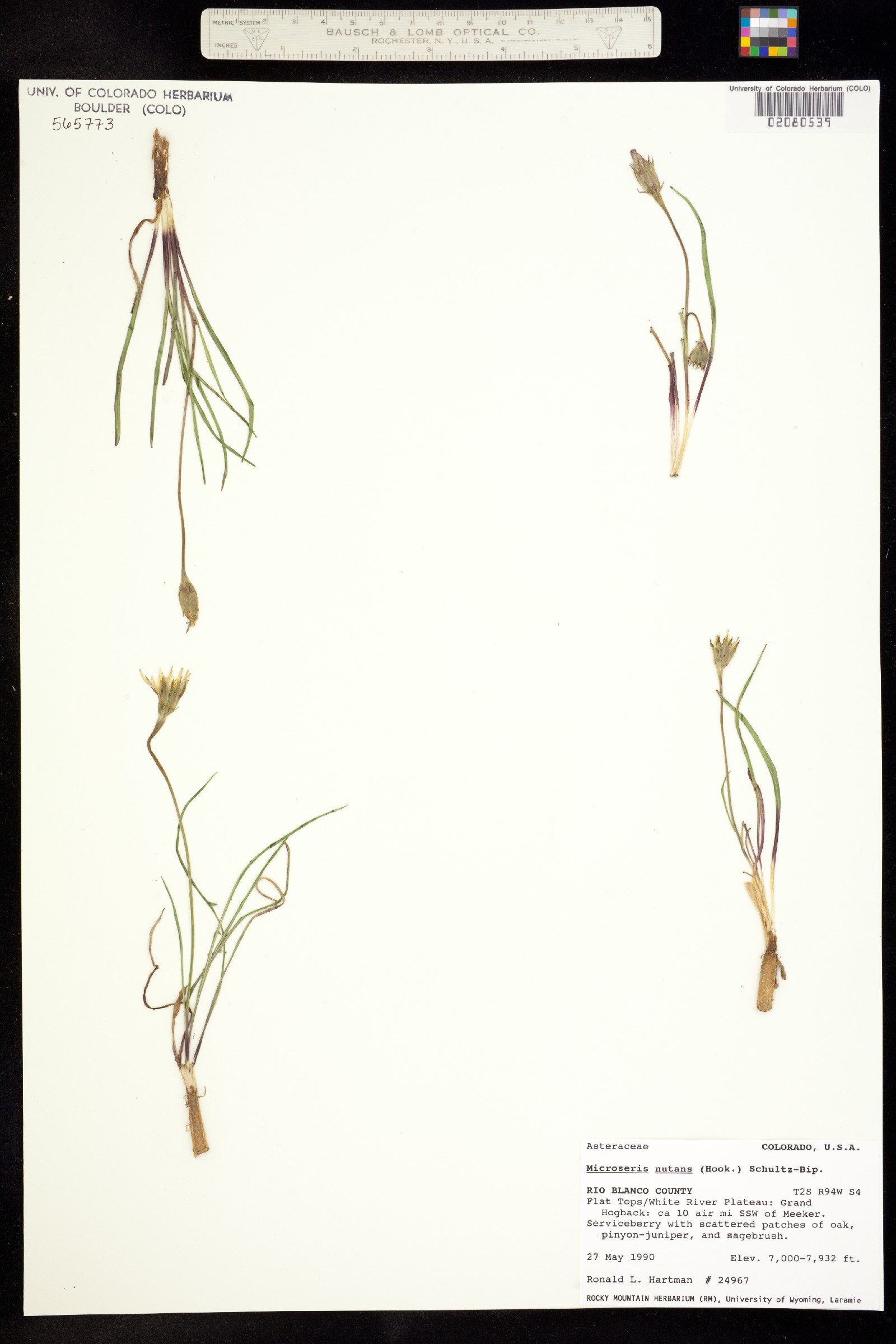 Microseris nutans image