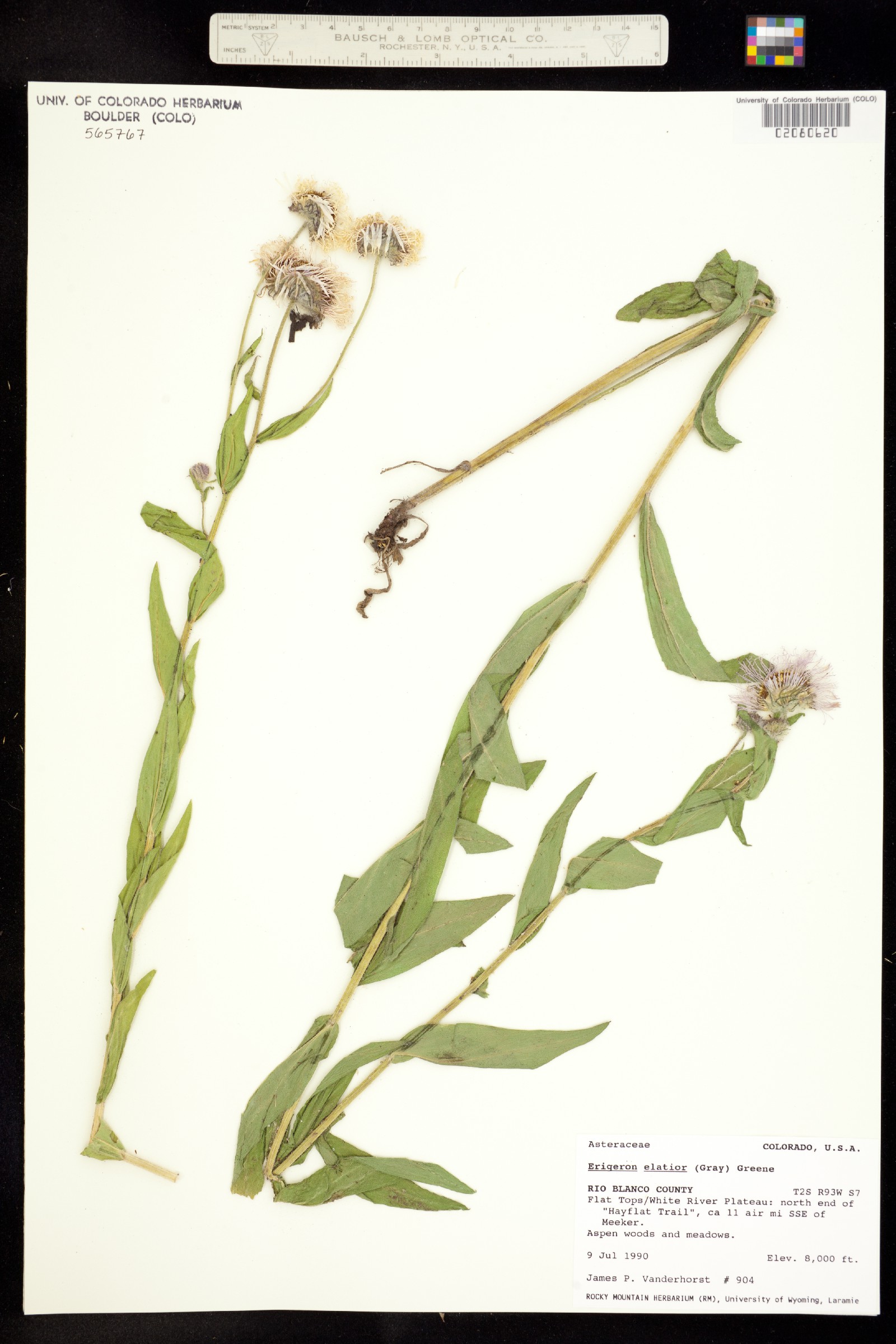 Erigeron elatior image
