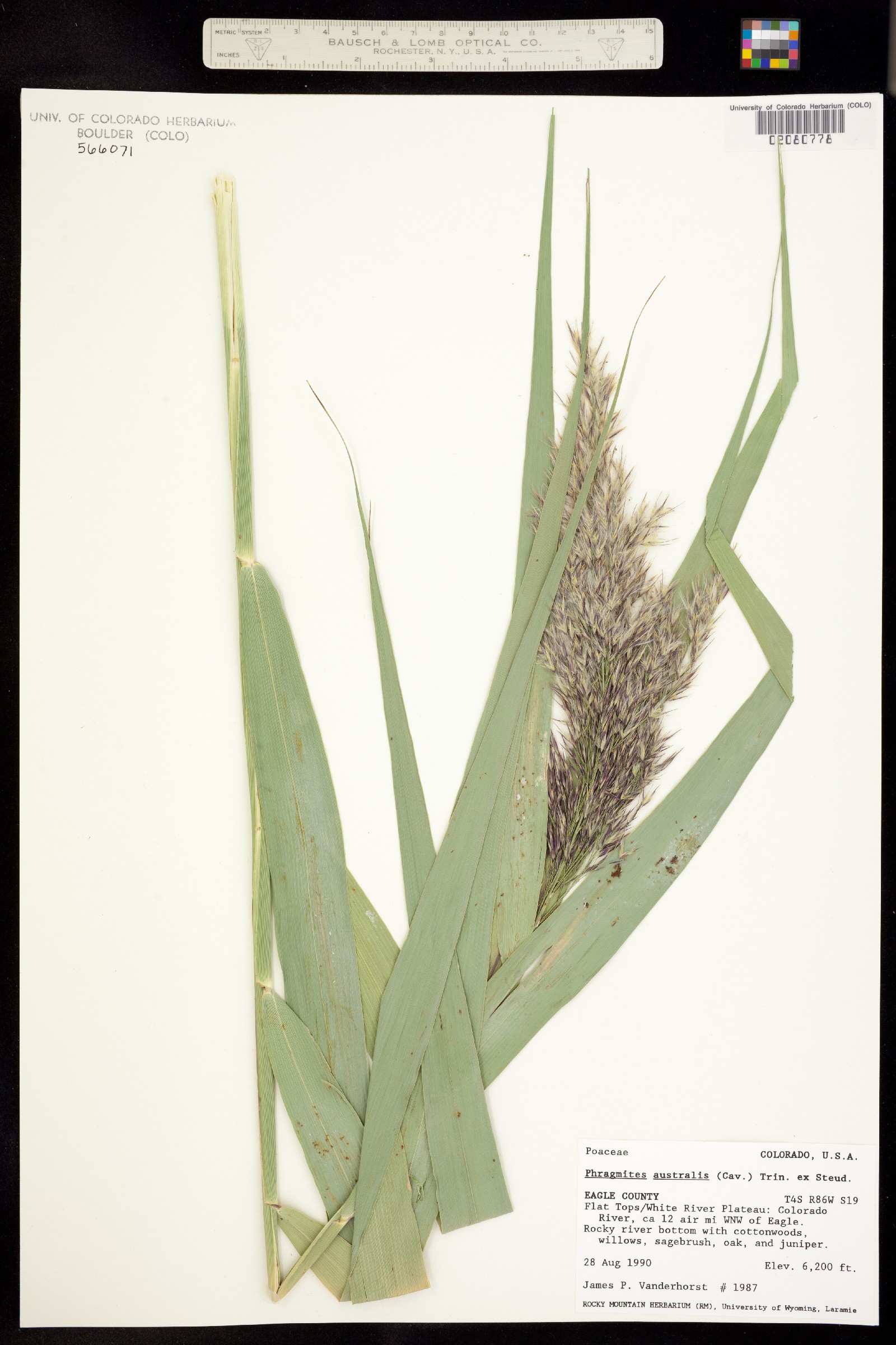 Phragmites australis image