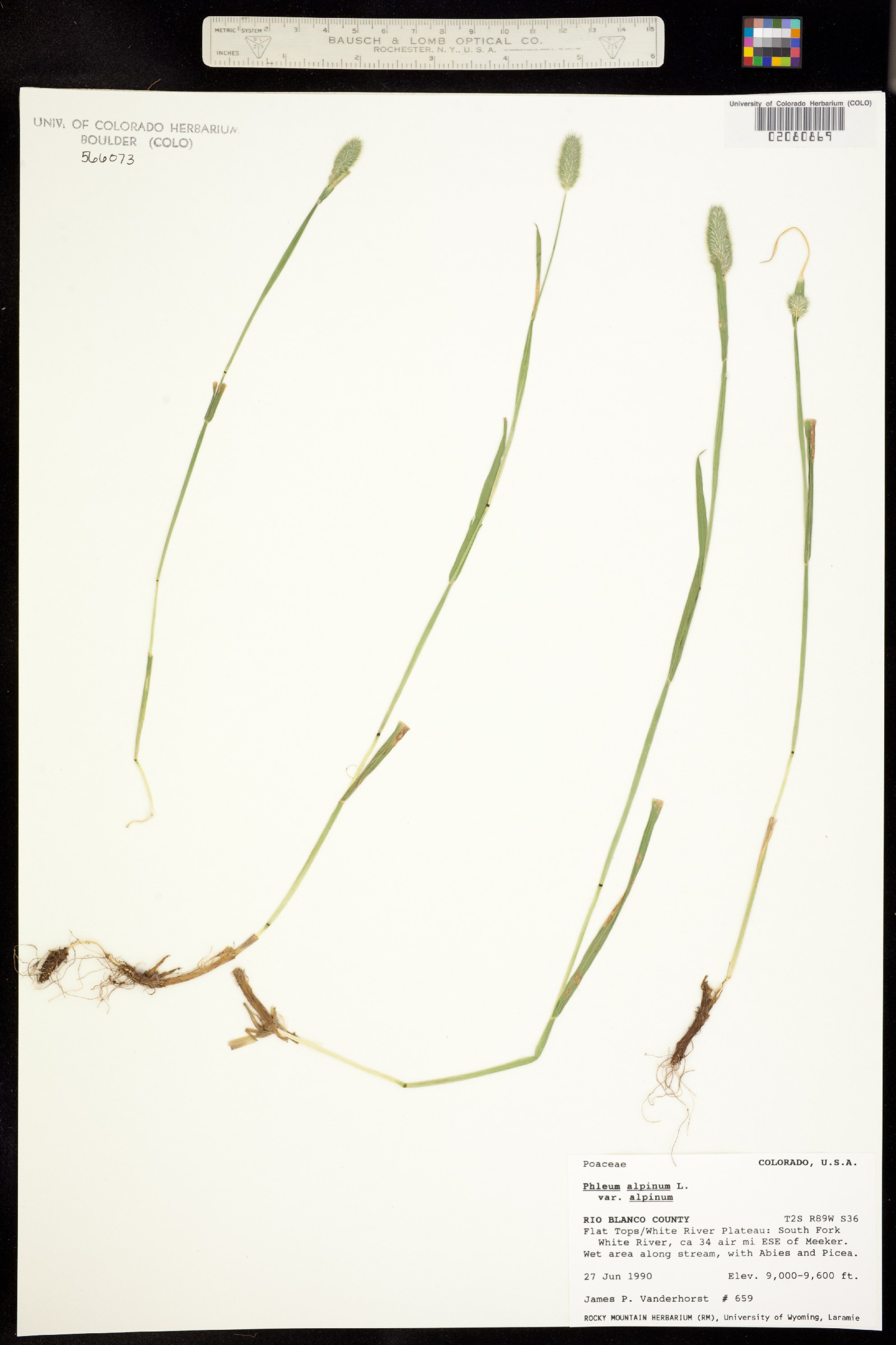 Phleum alpinum image