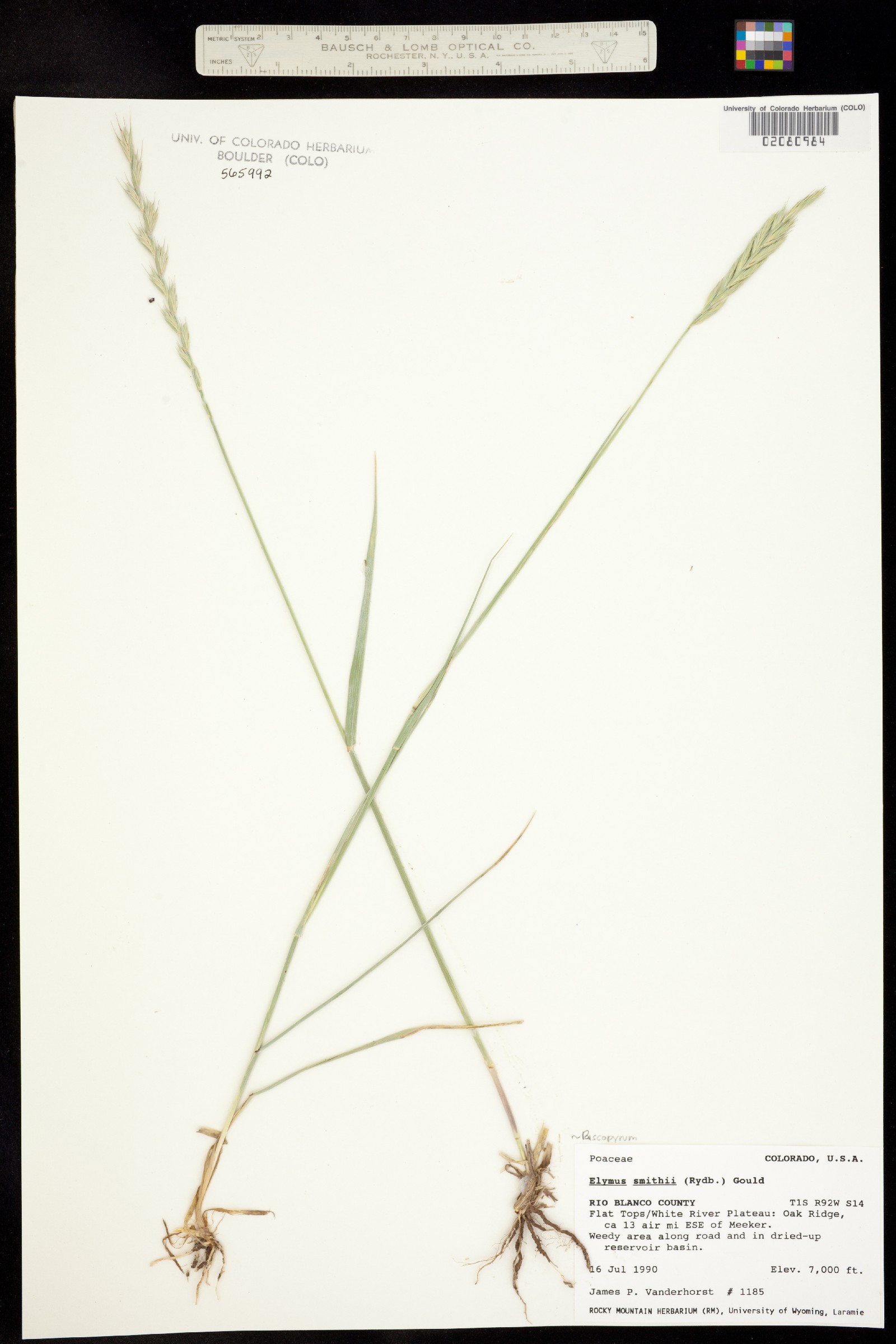 Pascopyrum smithii image