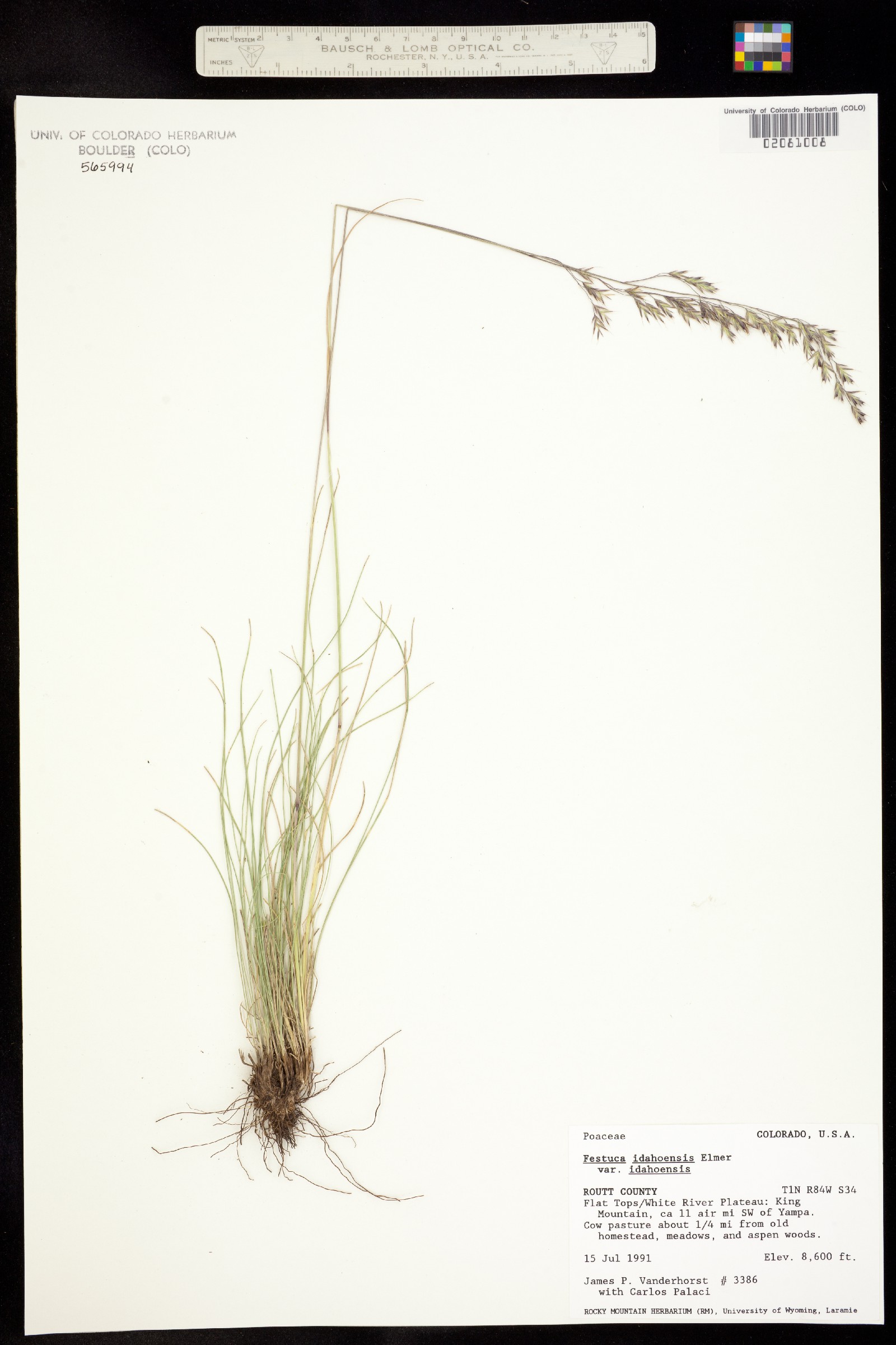 Festuca image