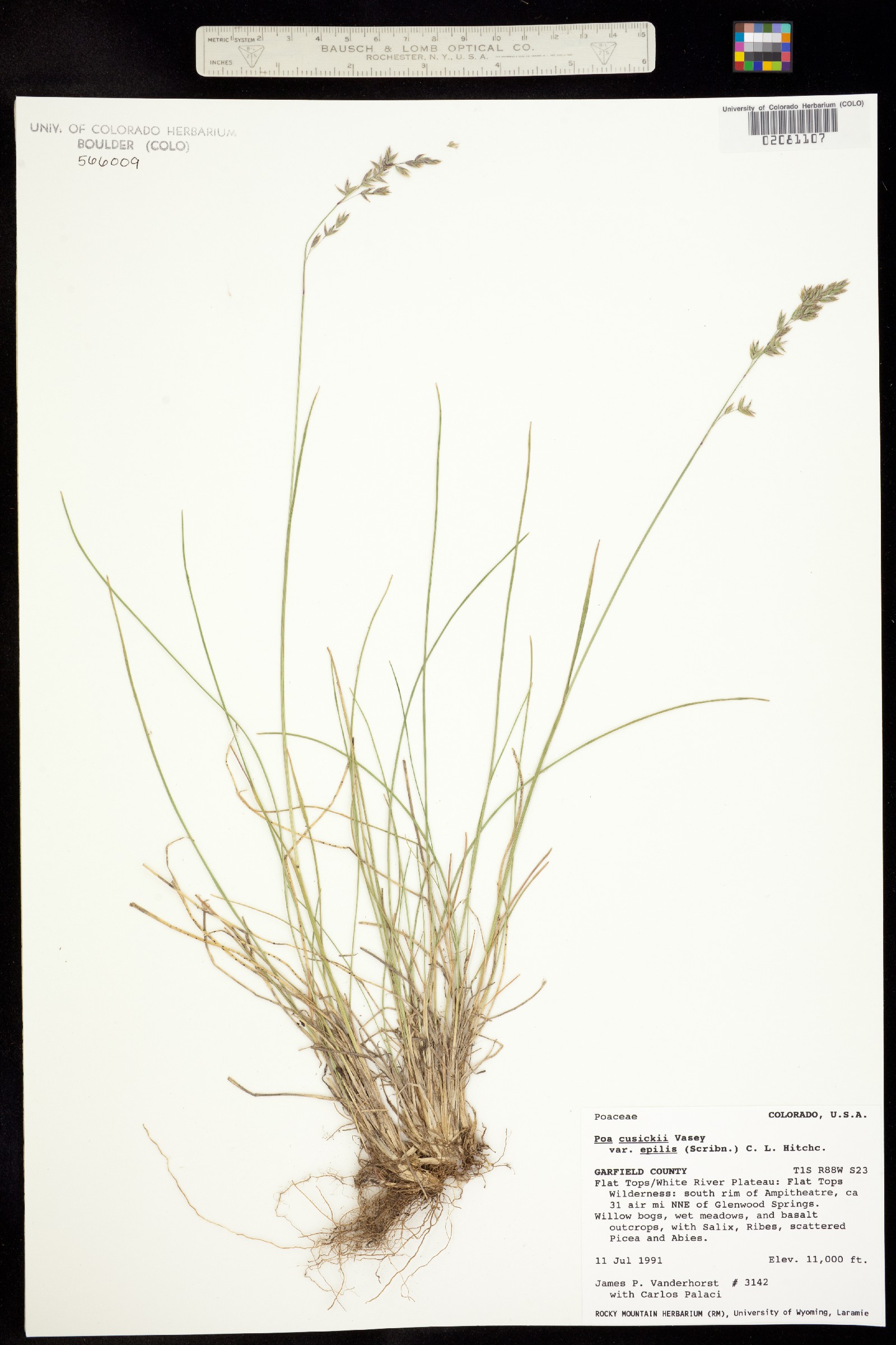 Poa cusickii ssp. epilis image