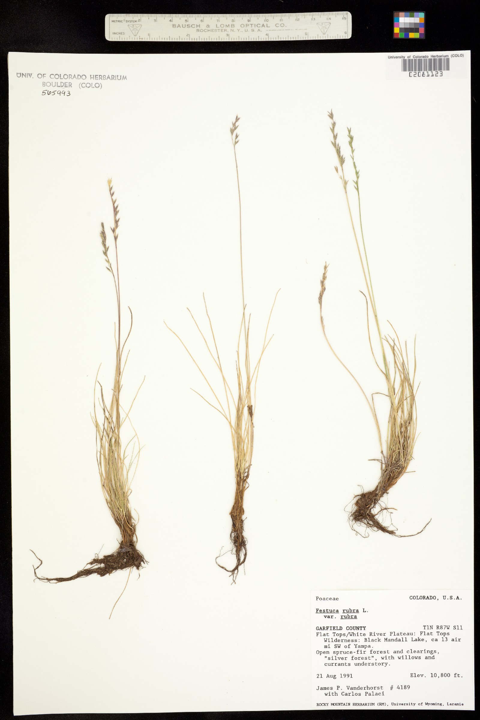 Festuca rubra ssp. rubra image