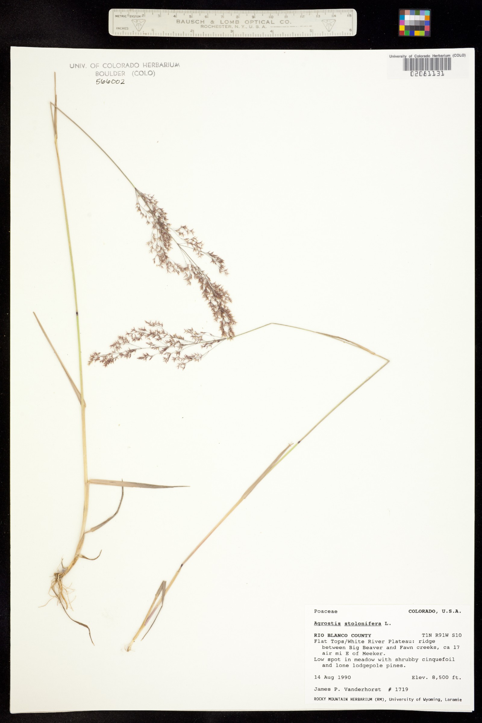 Agrostis stolonifera image