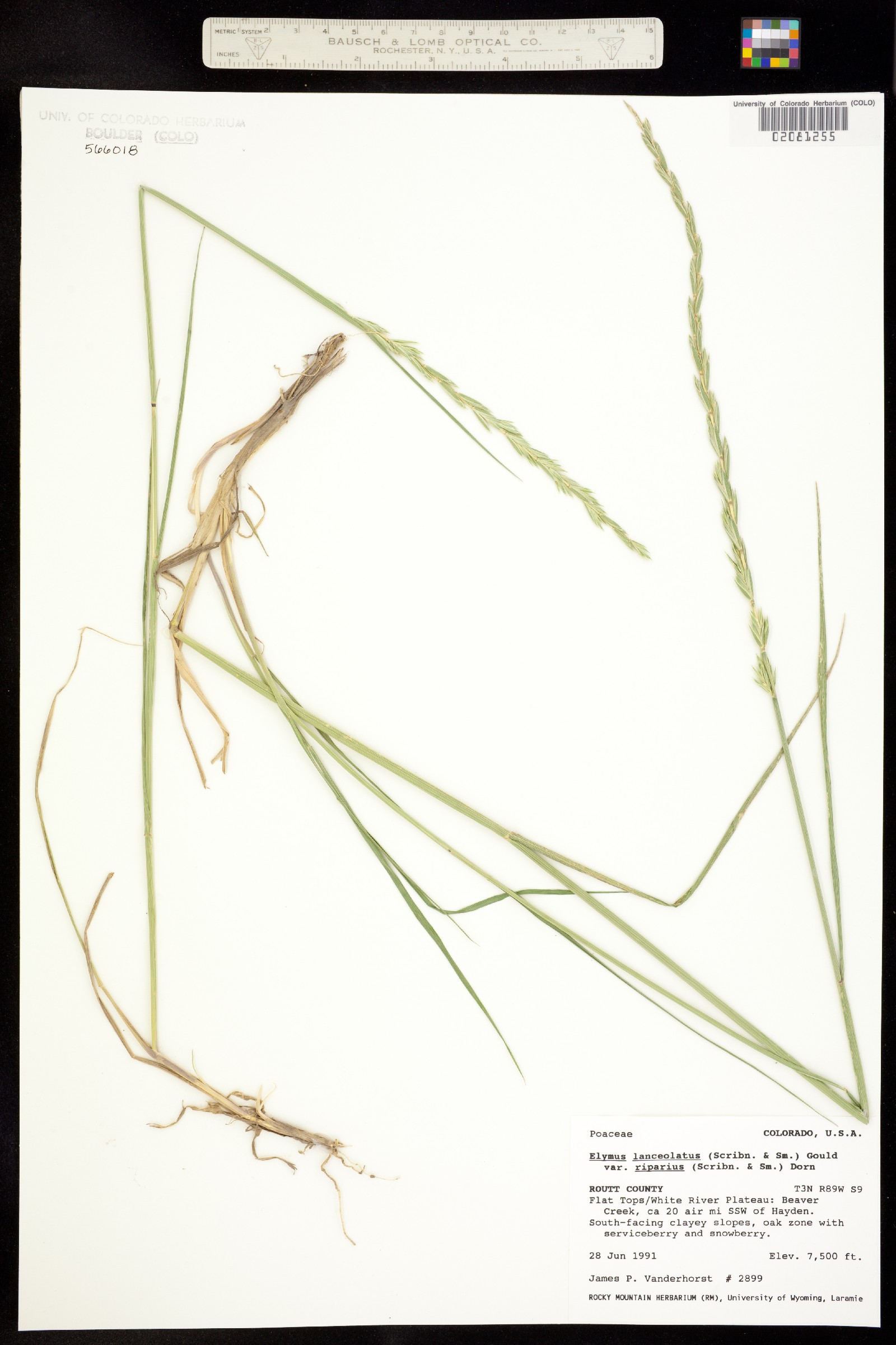 Elymus lanceolatus ssp. riparius image