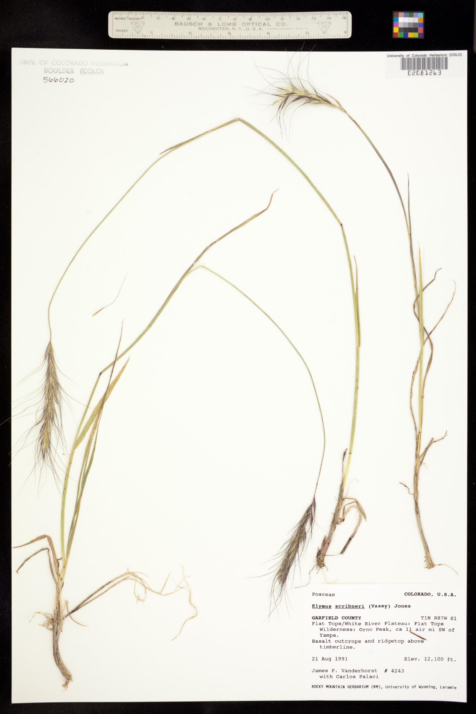 Elymus scribneri image