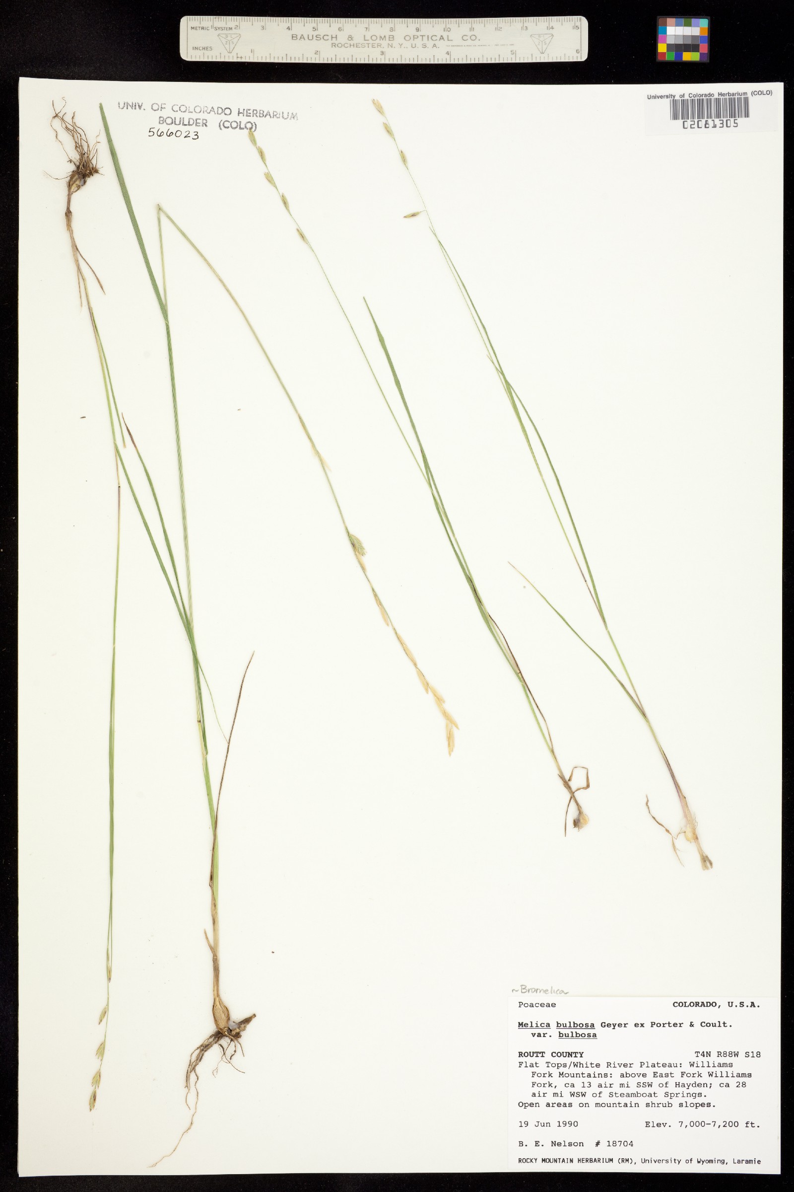 Melica bulbosa image