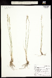 Pseudoroegneria spicata ssp. spicata image