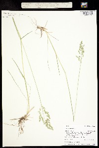 Poa pratensis image