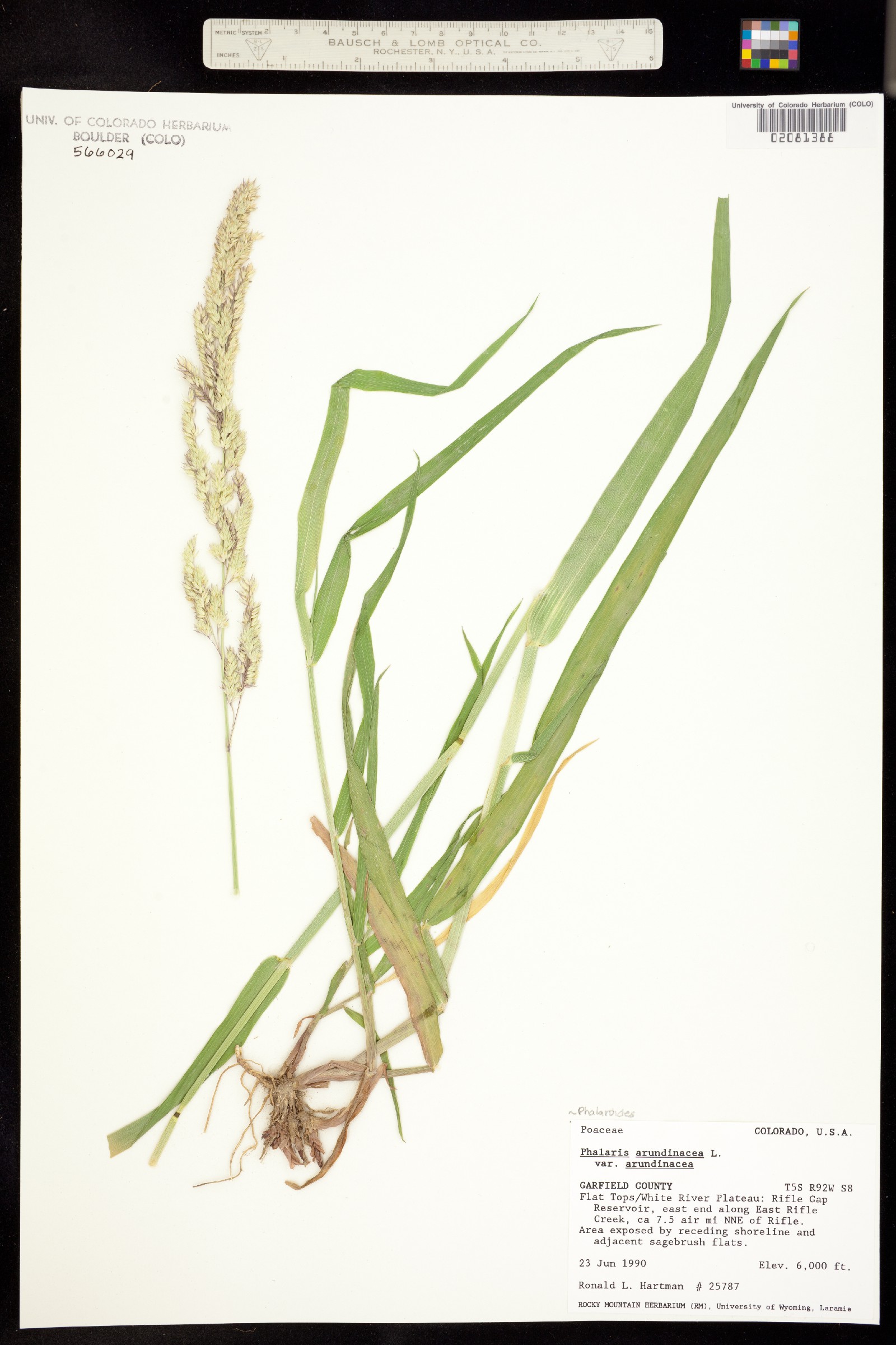 Phalaris arundinacea image