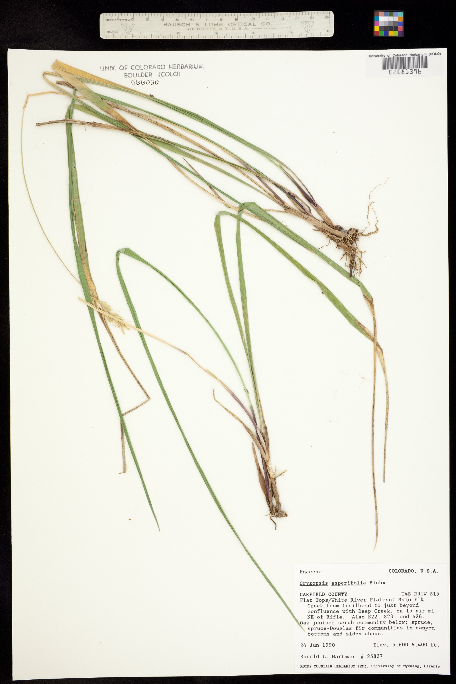 Oryzopsis asperifolia image