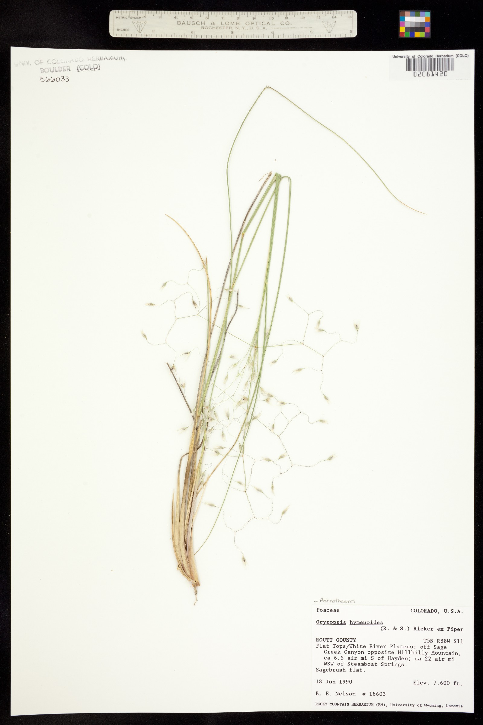 Achnatherum hymenoides image
