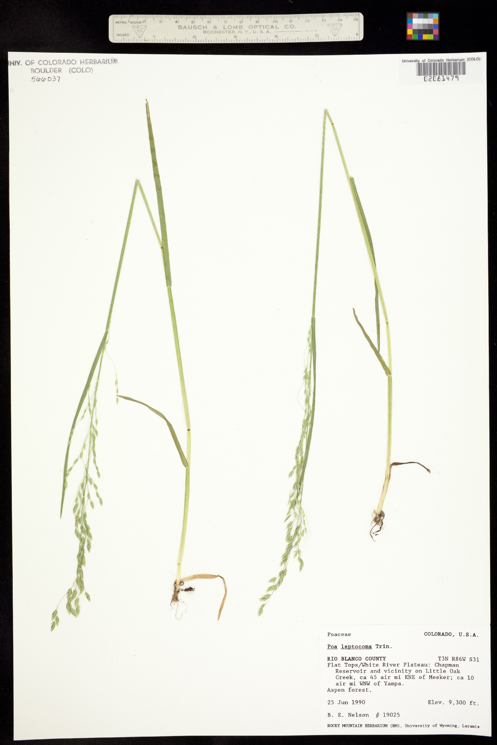 Poa leptocoma image