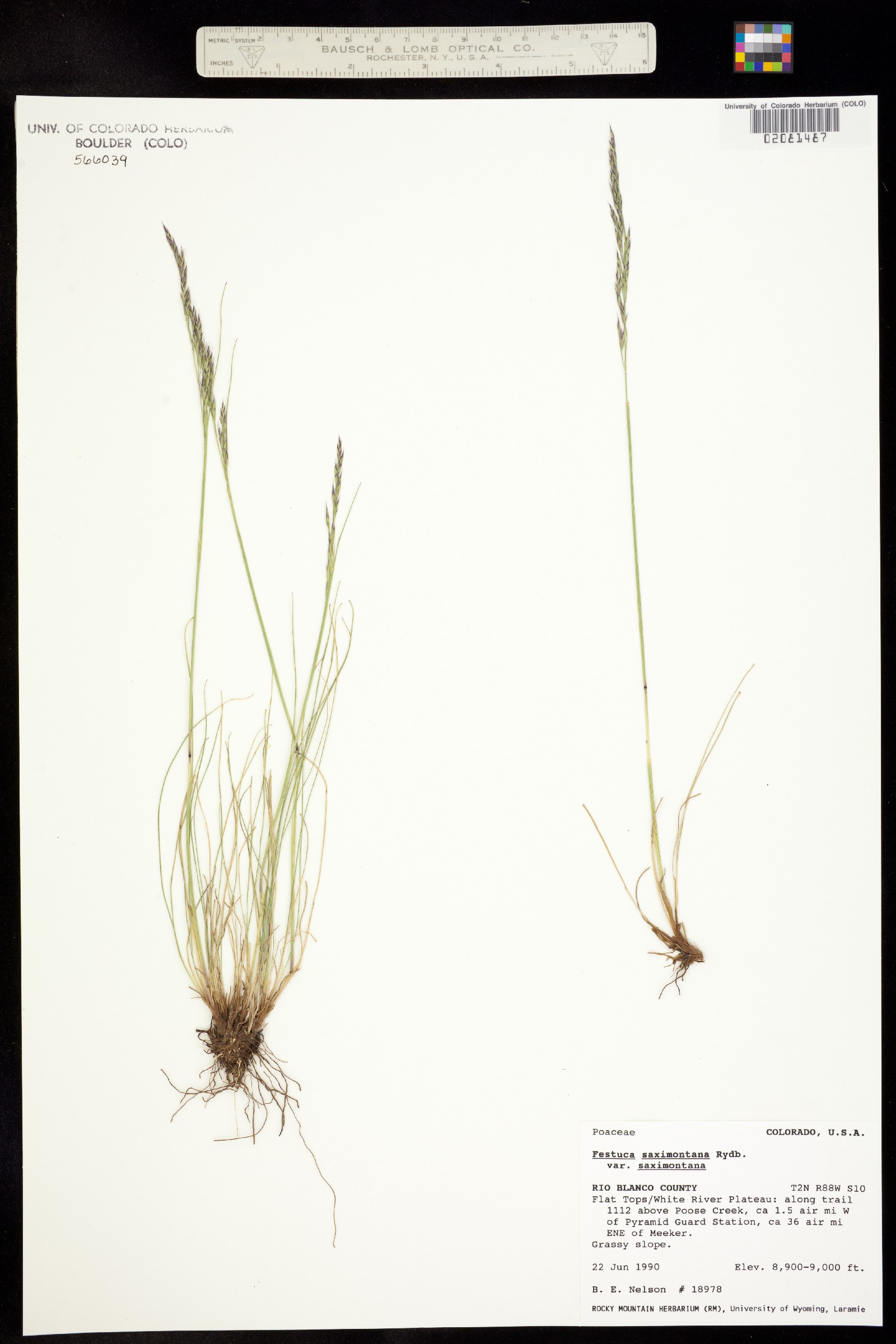 Festuca saximontana var. saximontana image