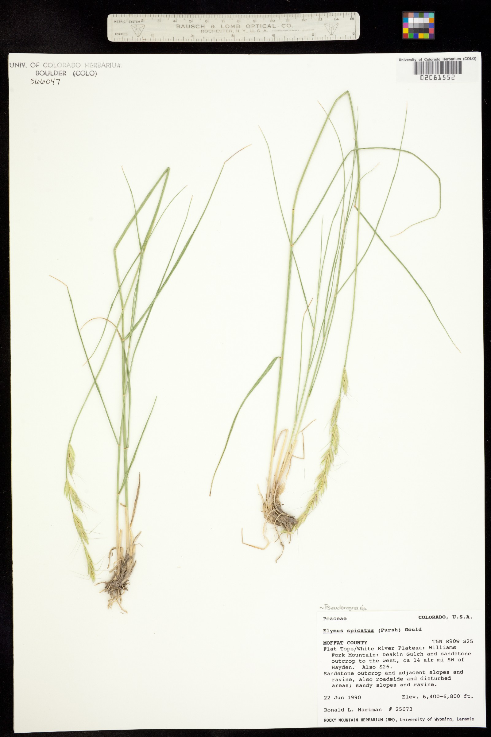 Pseudoroegneria spicata f. spicata image