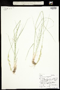 Pseudoroegneria spicata ssp. spicata image