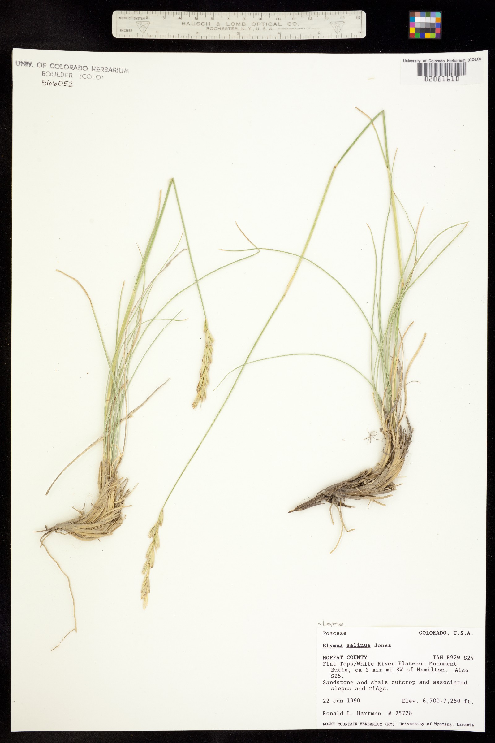 Leymus salina image