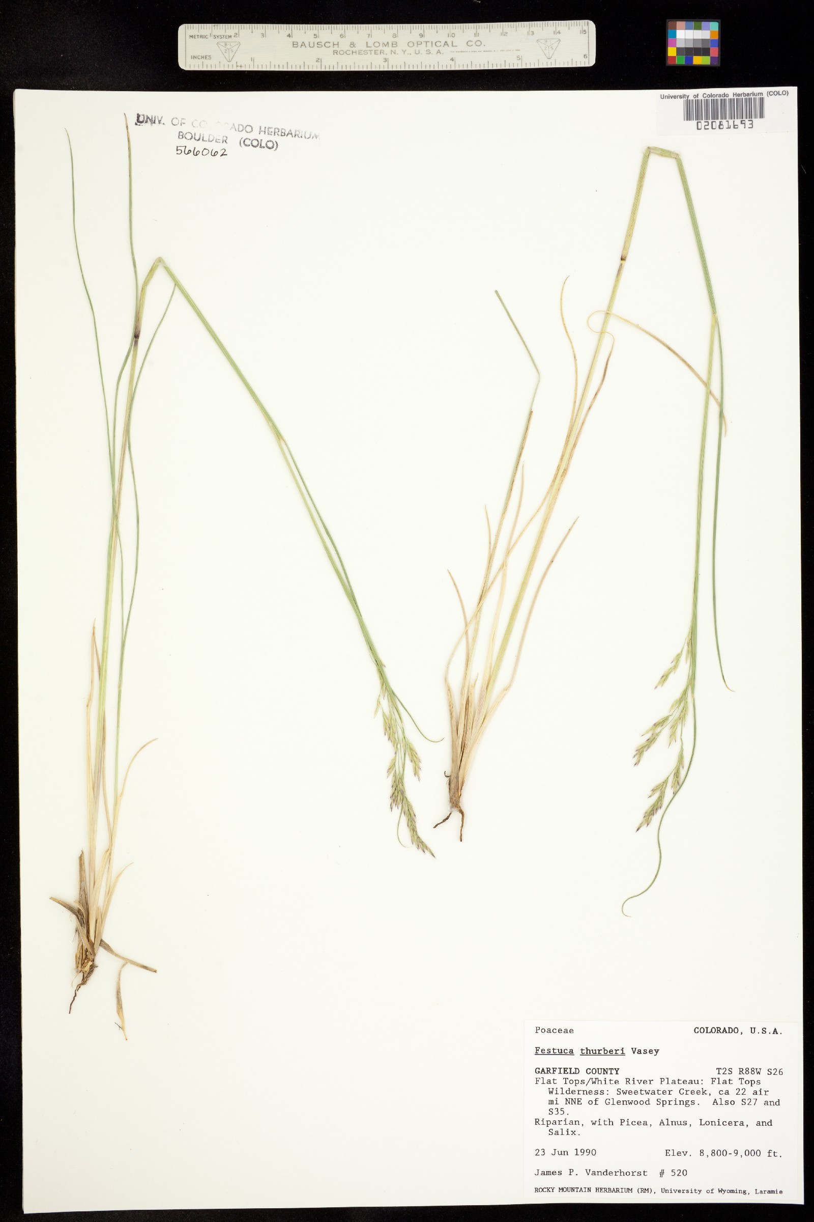 Festuca thurberi image