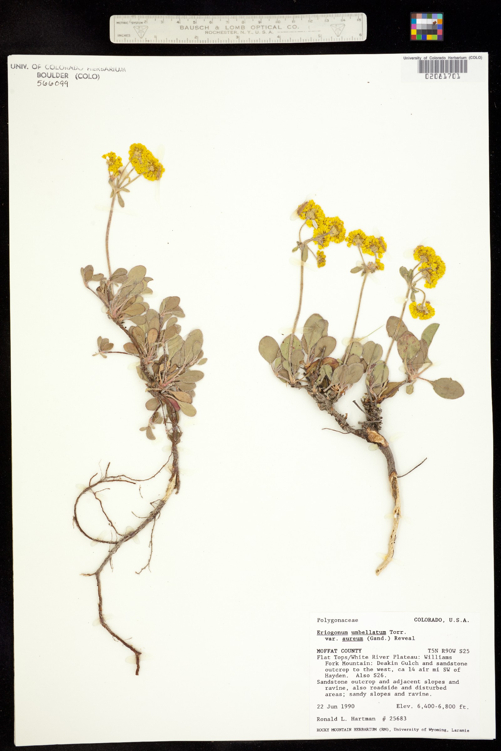 Eriogonum umbellatum var. aureum image