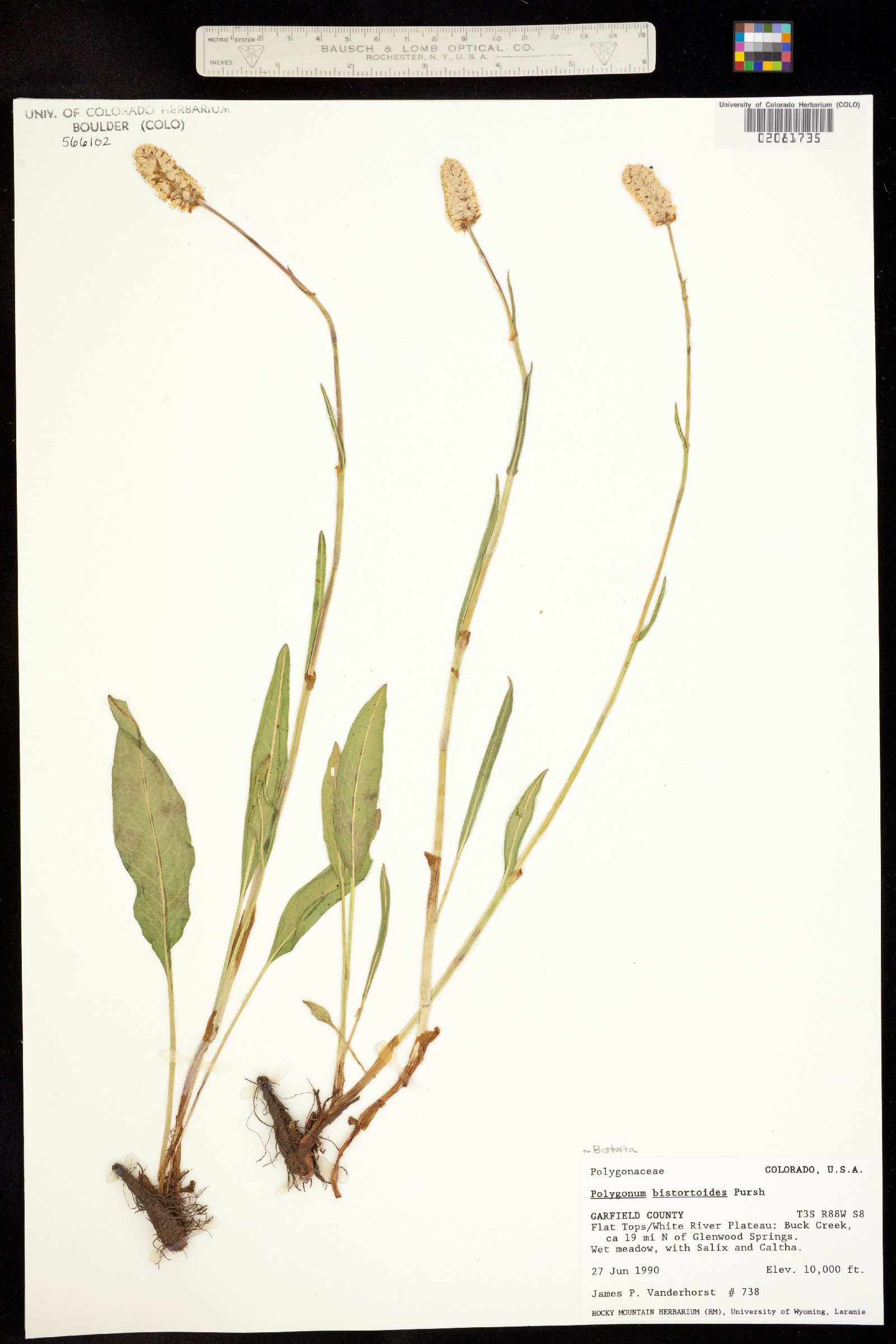 Bistorta bistortoides image