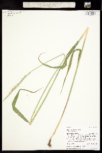 Elymus glaucus ssp. glaucus image