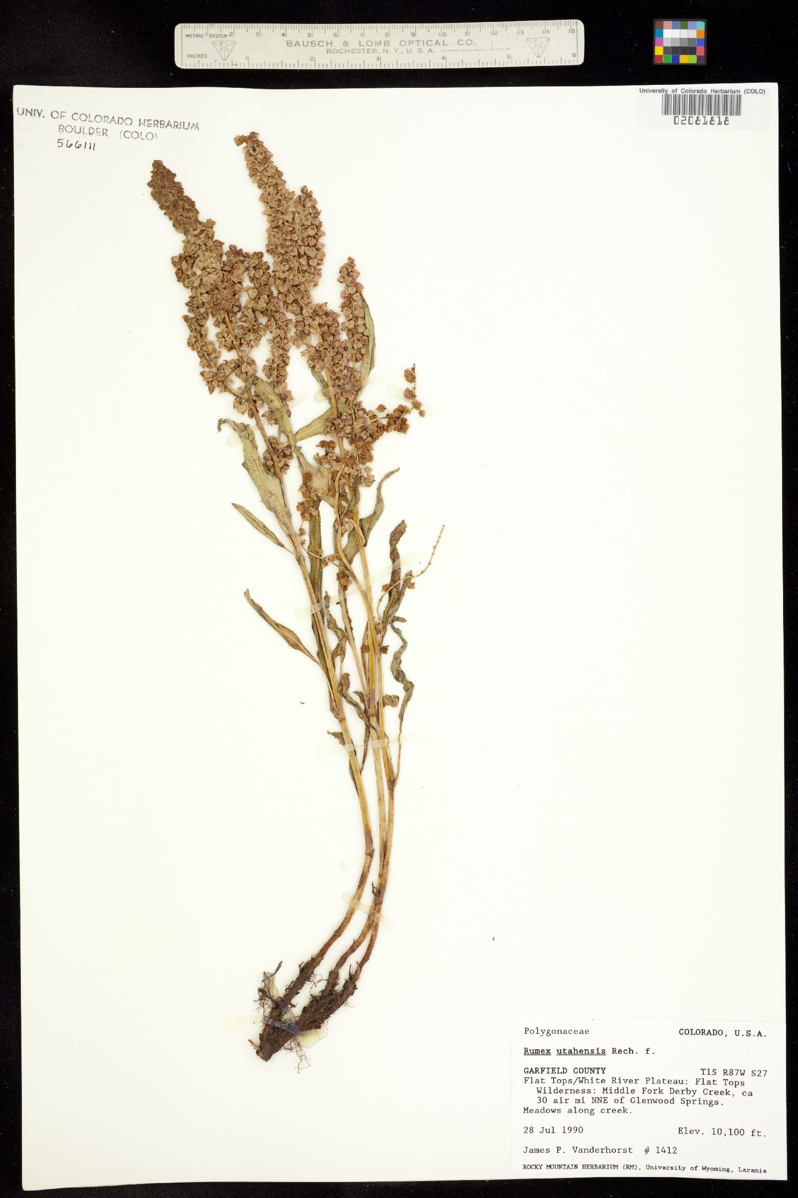 Rumex utahensis image