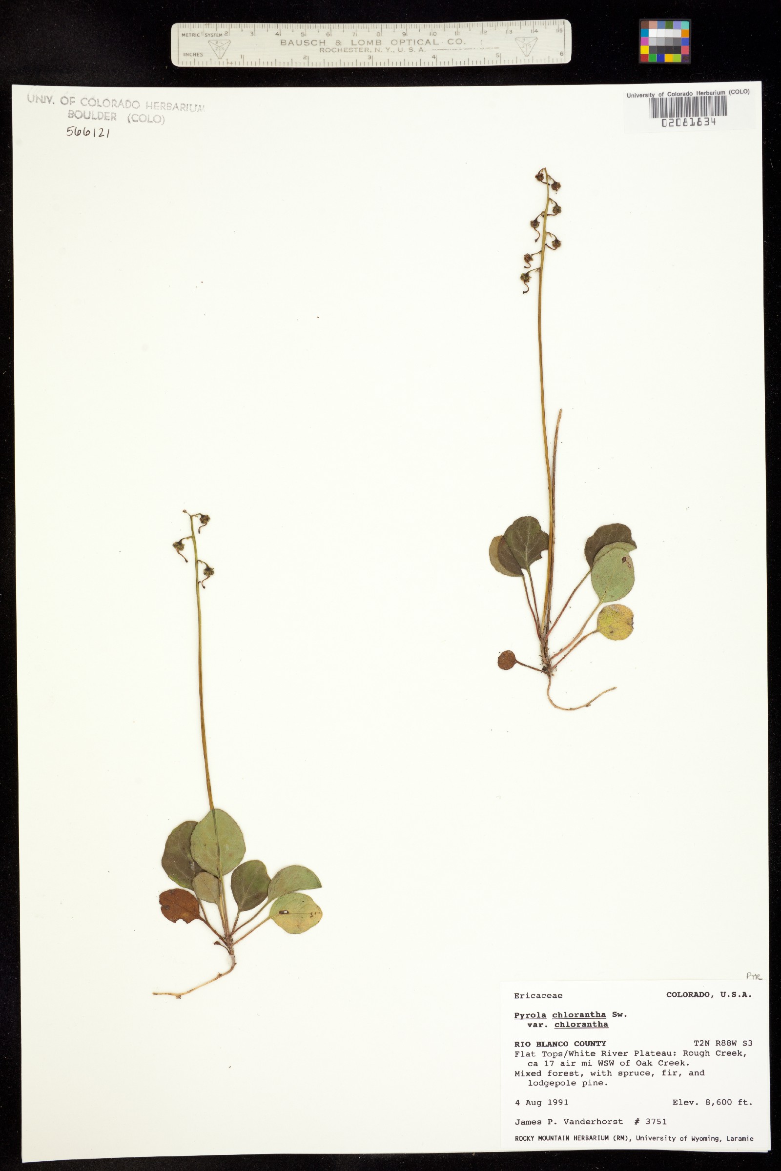 Pyrola chlorantha image