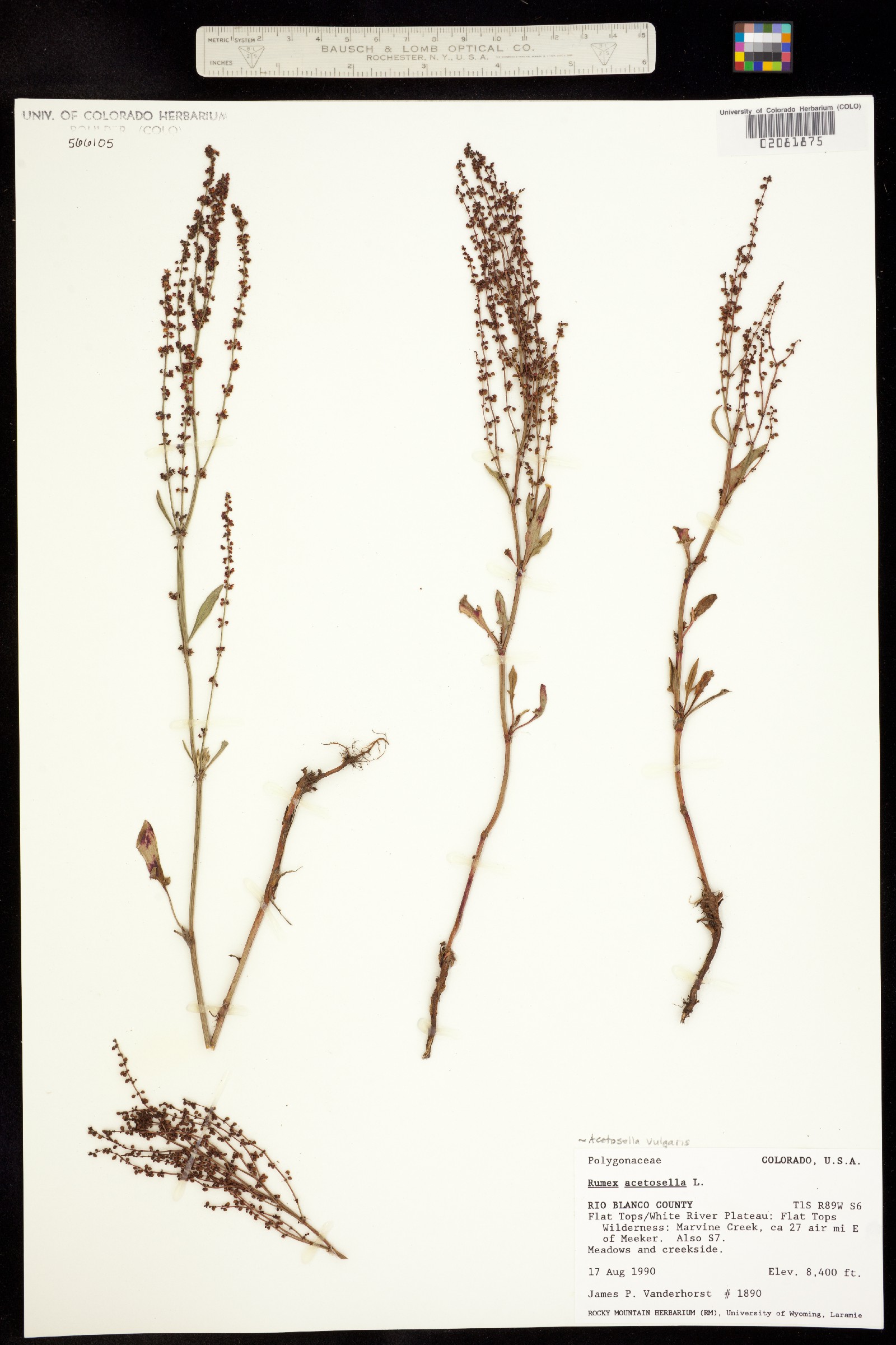 Rumex acetosella image