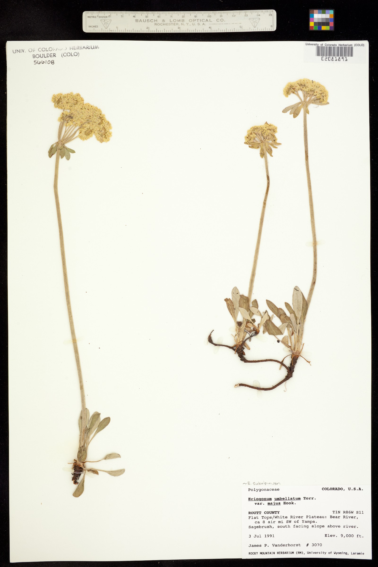 Eriogonum umbellatum var. majus image