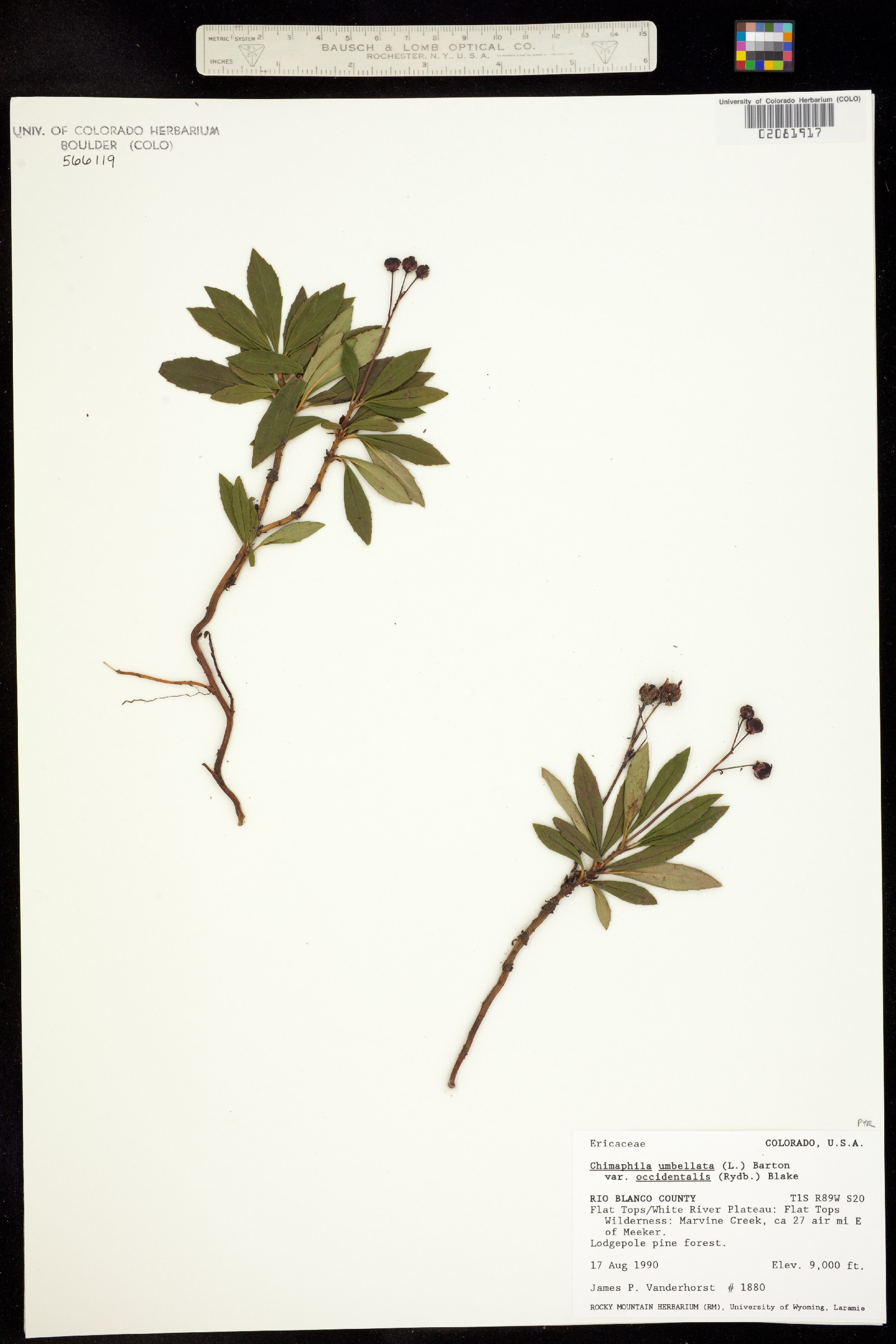 Chimaphila umbellata var. occidentalis image