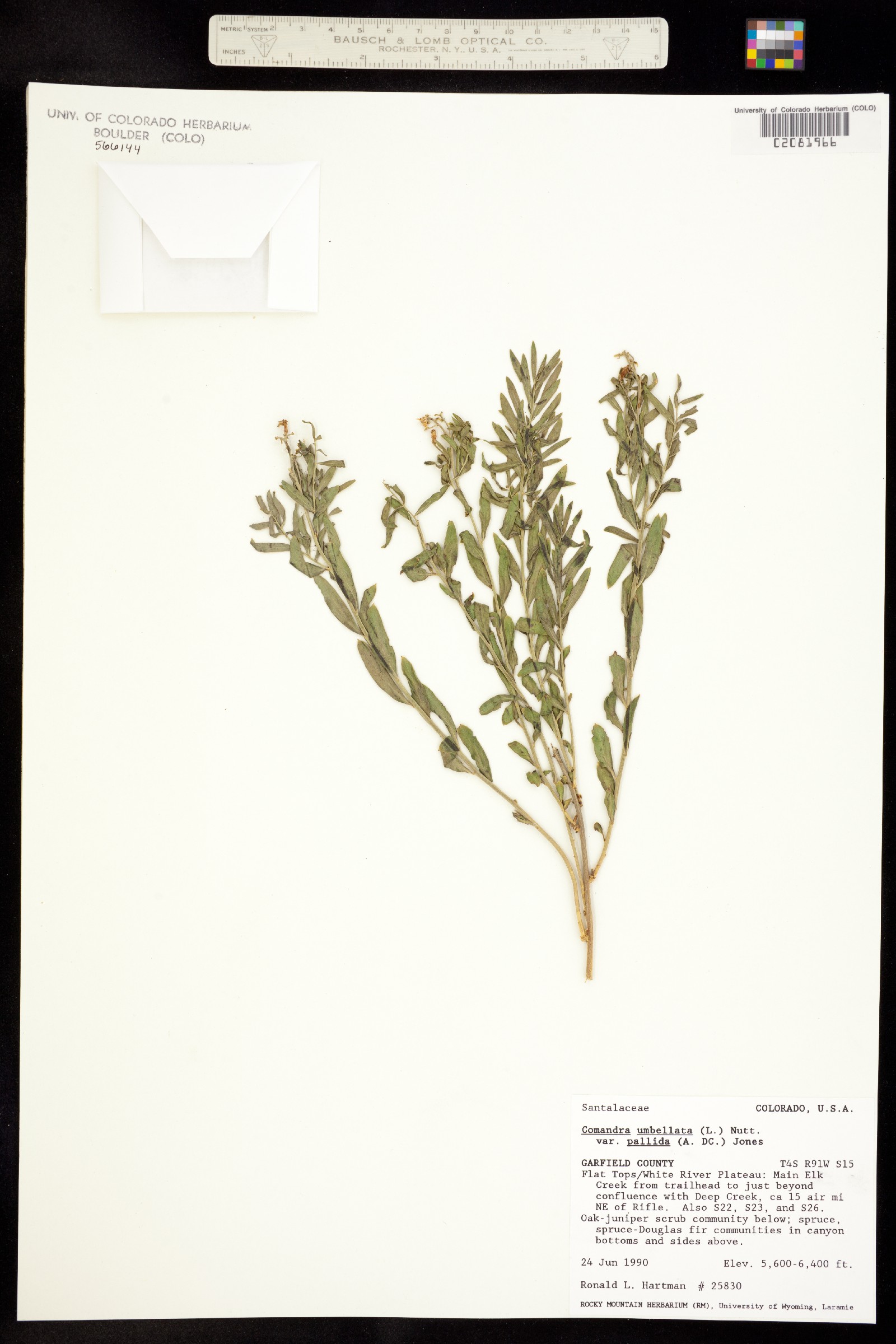 Comandra umbellata ssp. pallida image