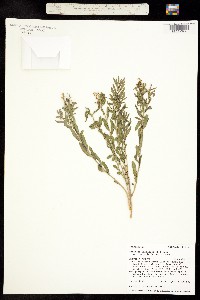 Comandra umbellata ssp. pallida image