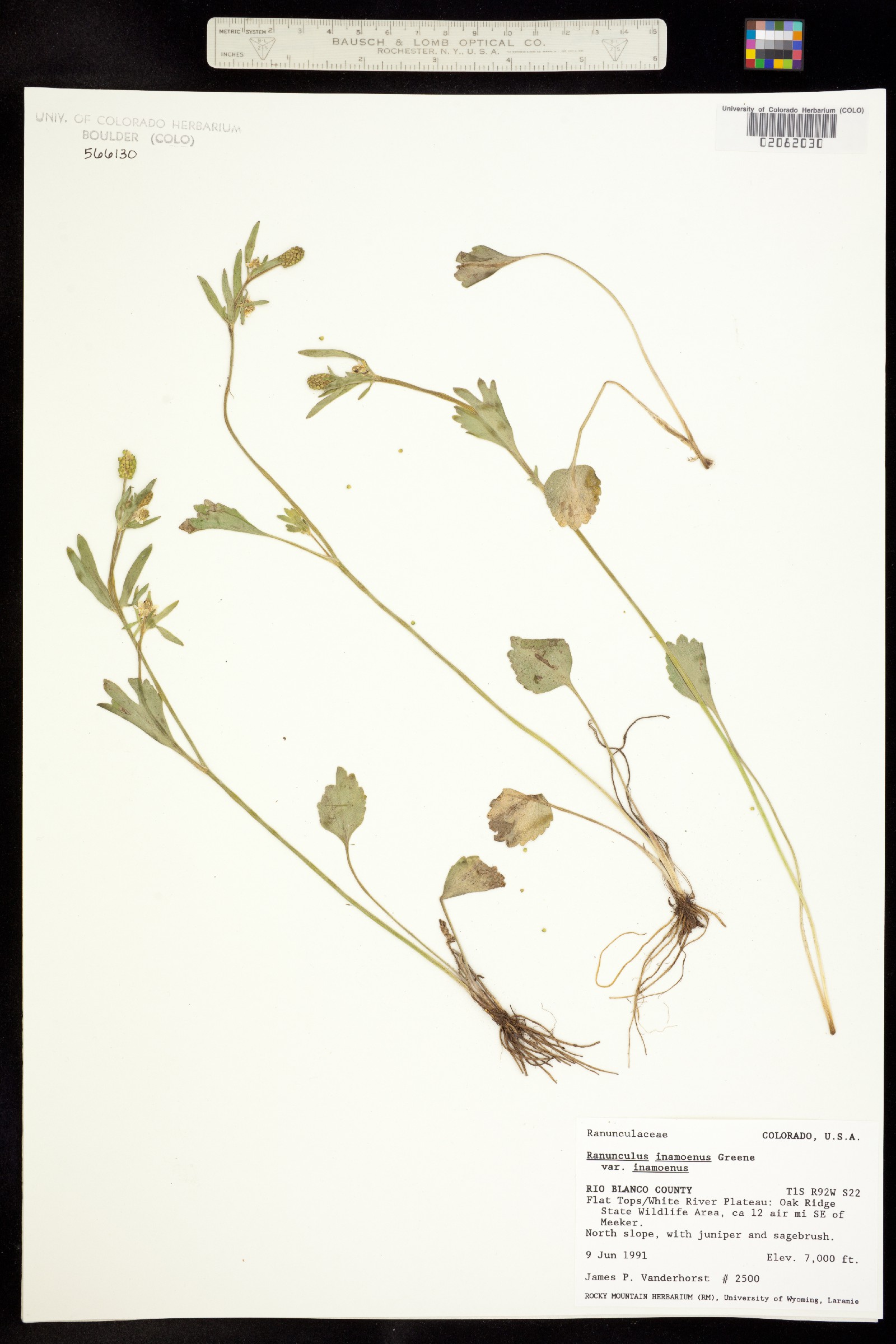 Ranunculus inamoenus var. inamoenus image