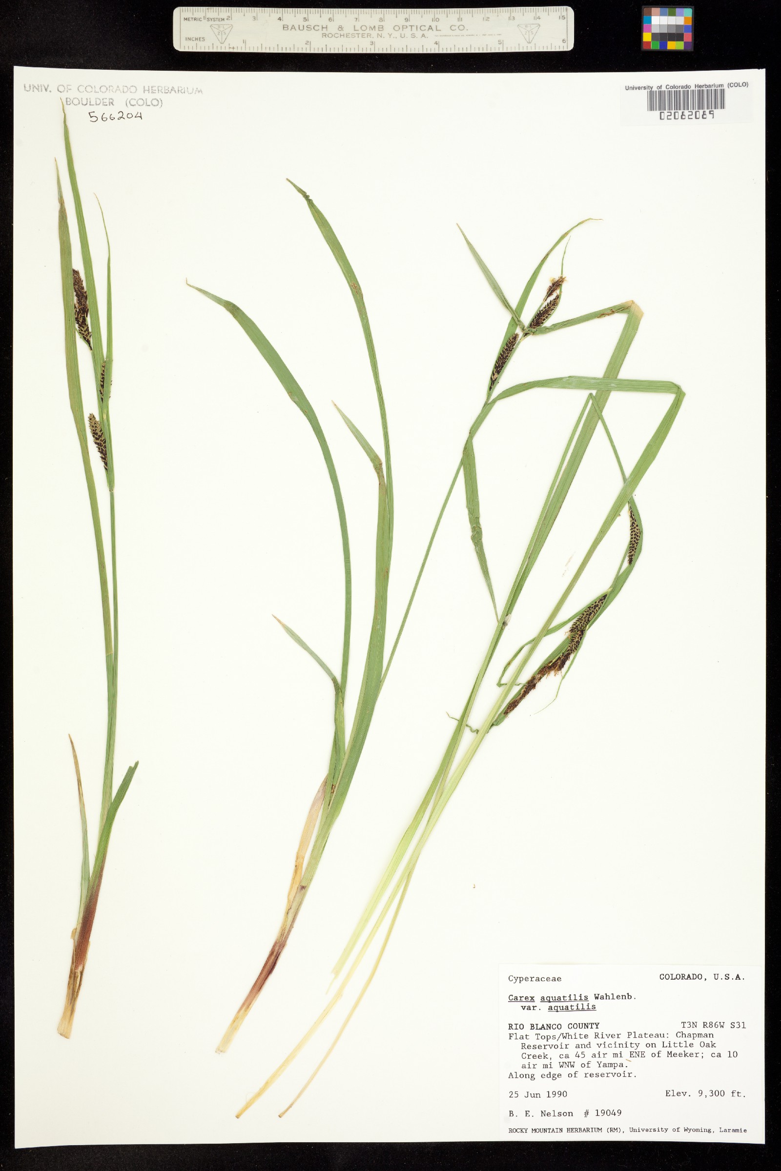 Carex aquatilis var. aquatilis image