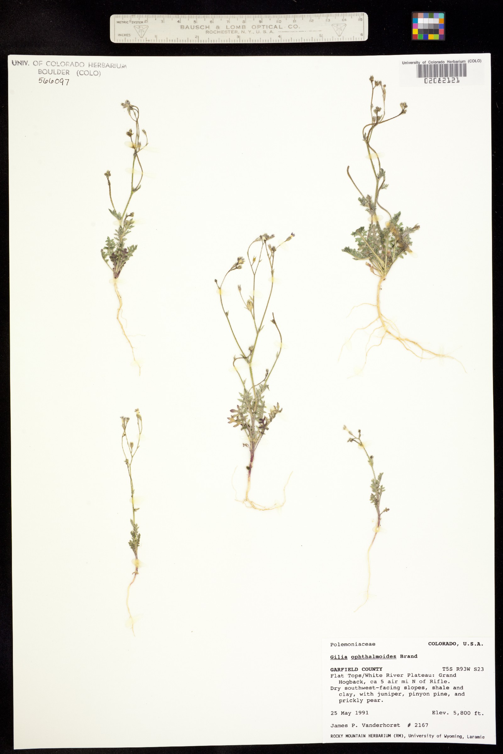 Gilia ophthalmoides image
