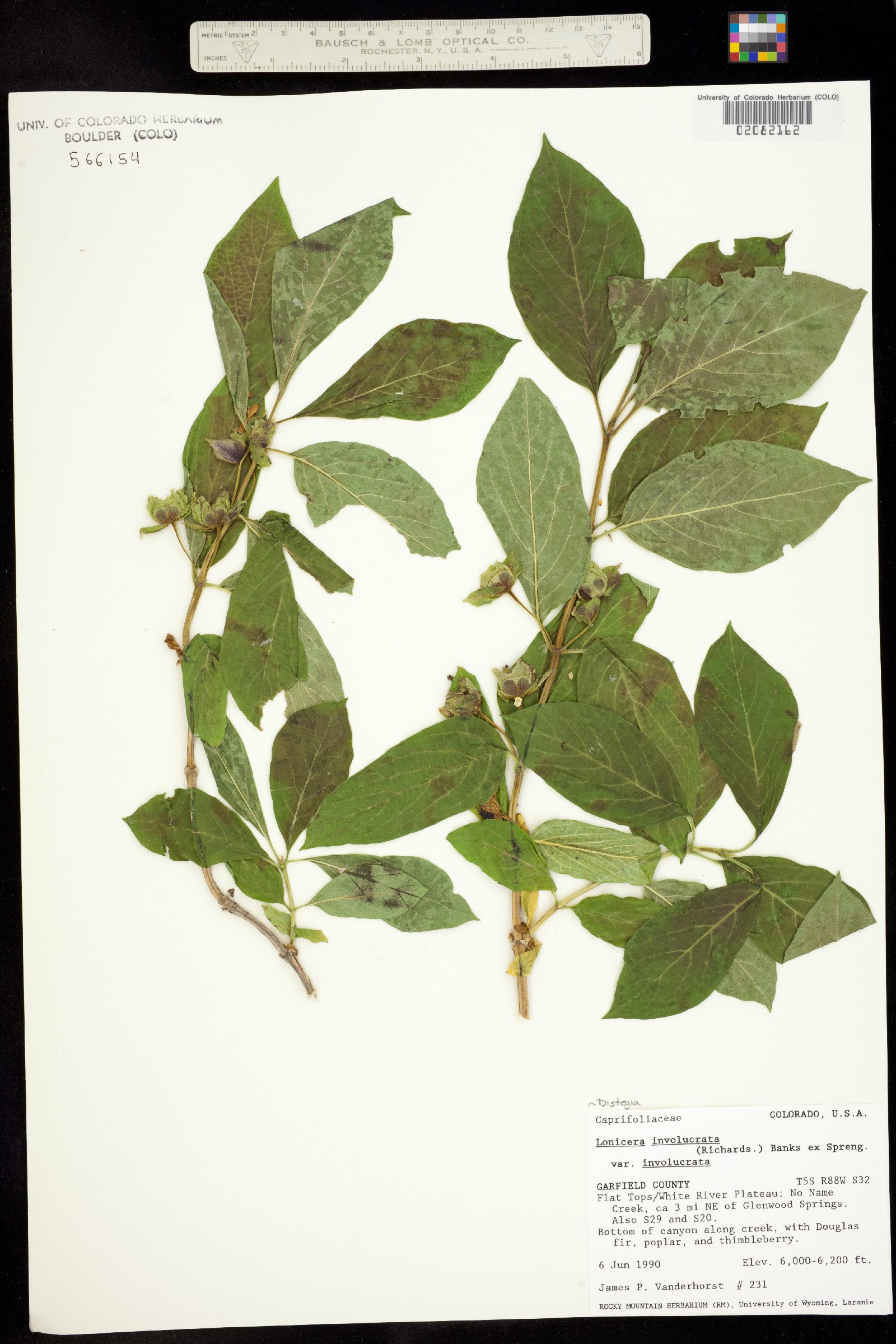 Lonicera involucrata var. involucrata image
