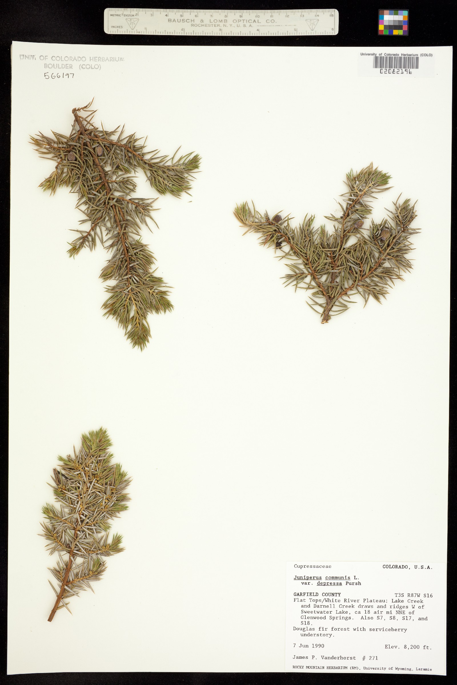 Juniperus communis var. montana image